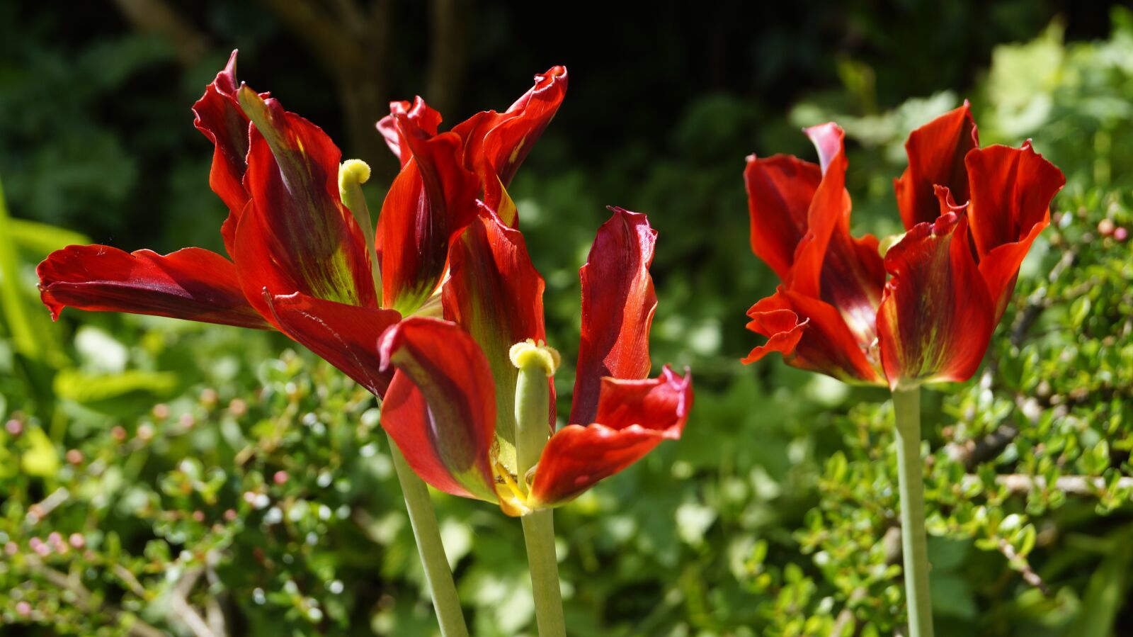 Sony DT 18-55mm F3.5-5.6 SAM II sample photo. Tulips, blossom, bloom photography