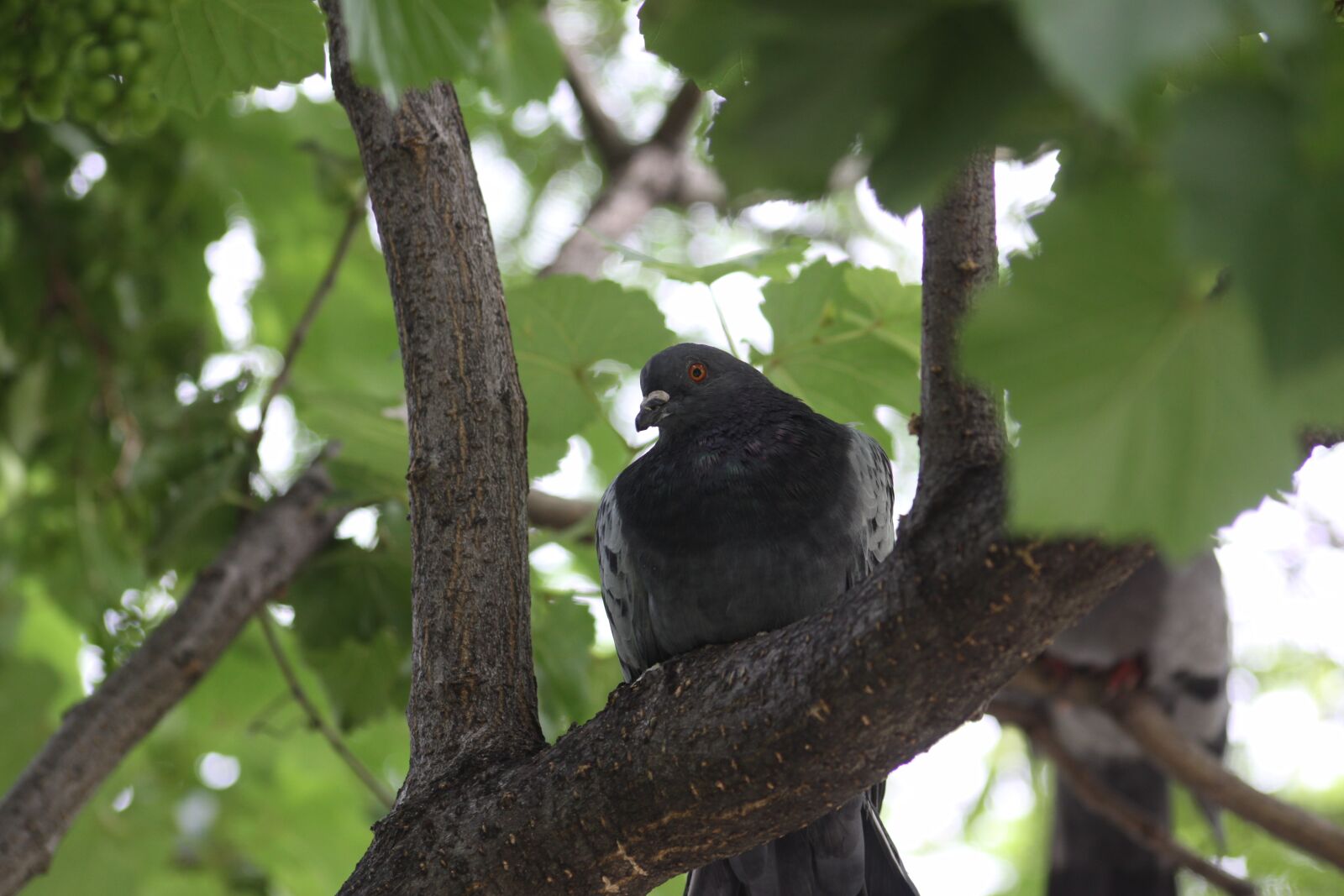 Canon EOS 50D sample photo. Pigeon, twig, new photography