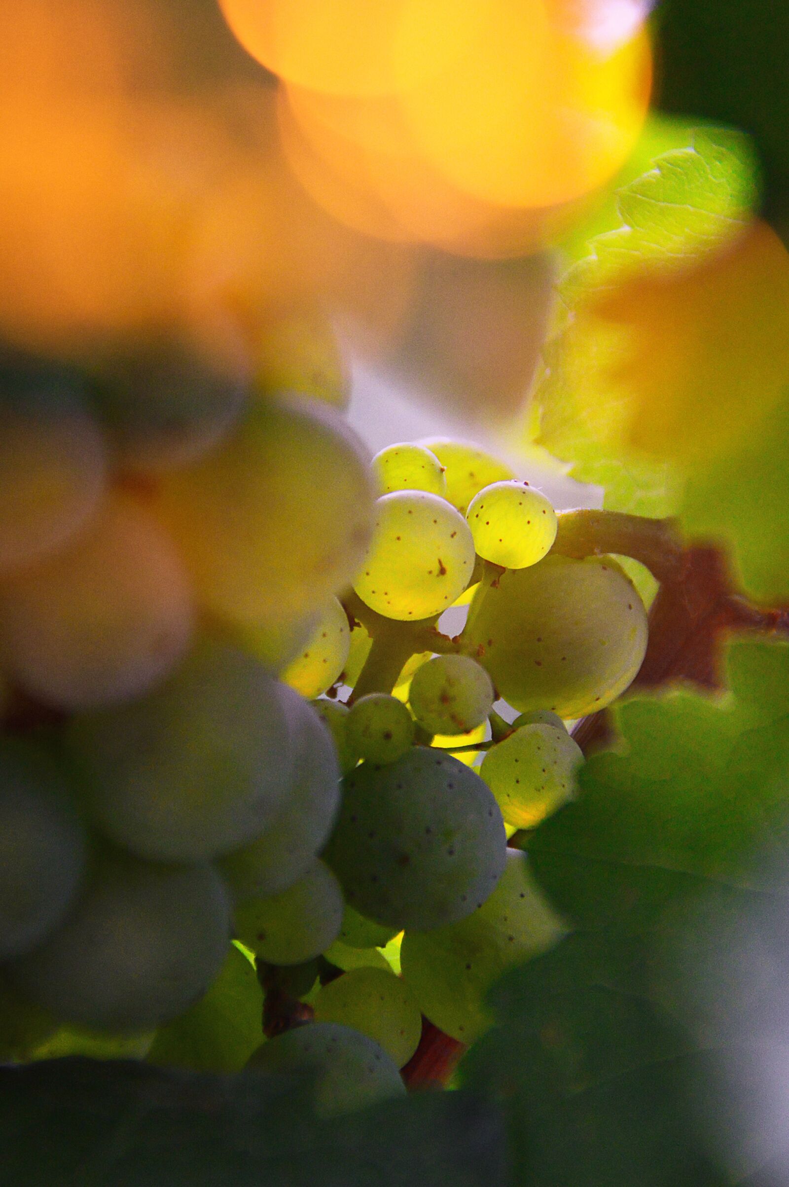 Nikon D3200 sample photo. Nature, leaf plants, vine photography