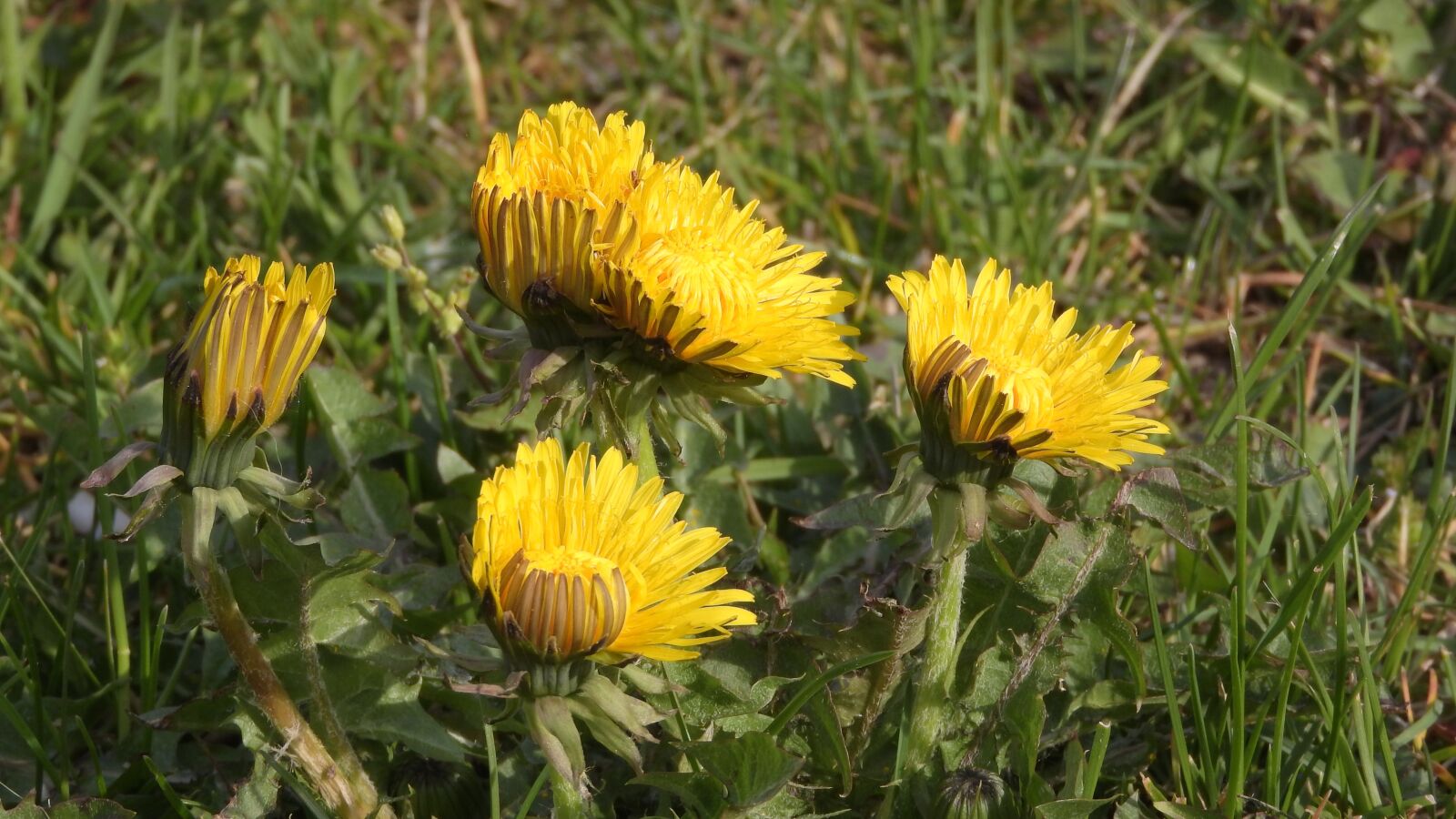 Nikon Coolpix P610 sample photo. Dandelion, yellow flowers, spring photography