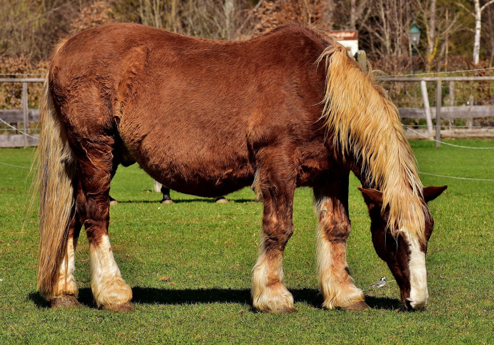 Nikon D7200 sample photo. Horse, animal, nature photography