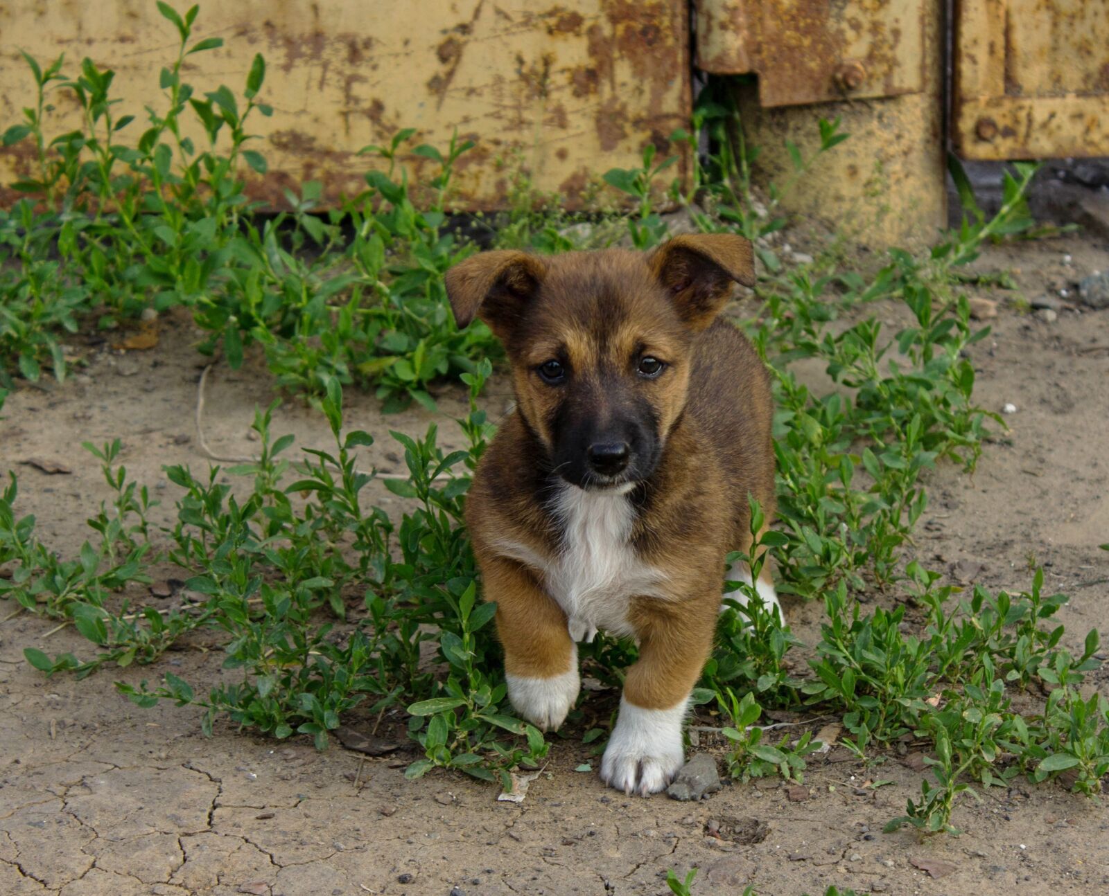 Canon EOS 600D (Rebel EOS T3i / EOS Kiss X5) sample photo. Puppy, bitch, knop photography