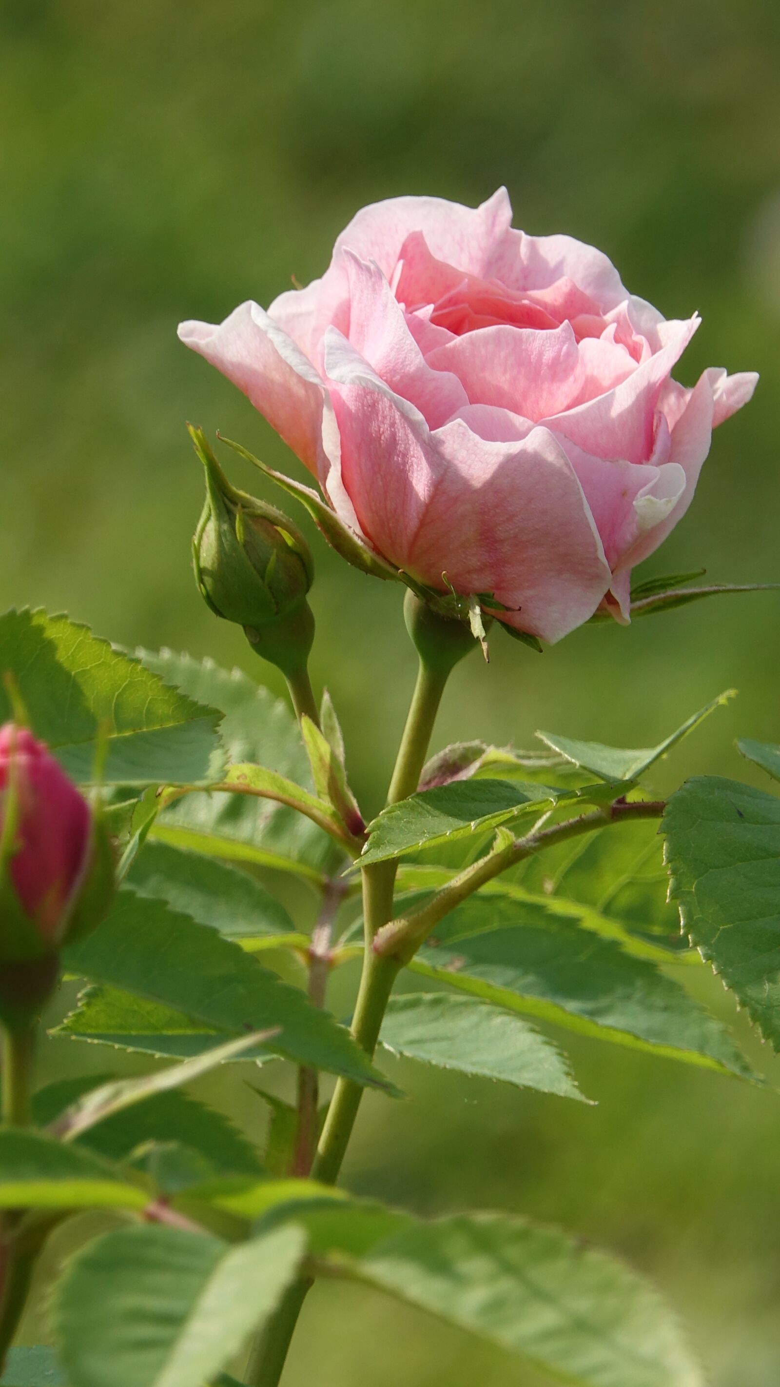 Sony Cyber-shot DSC-RX10 III sample photo. Pale pink, garden, nature photography