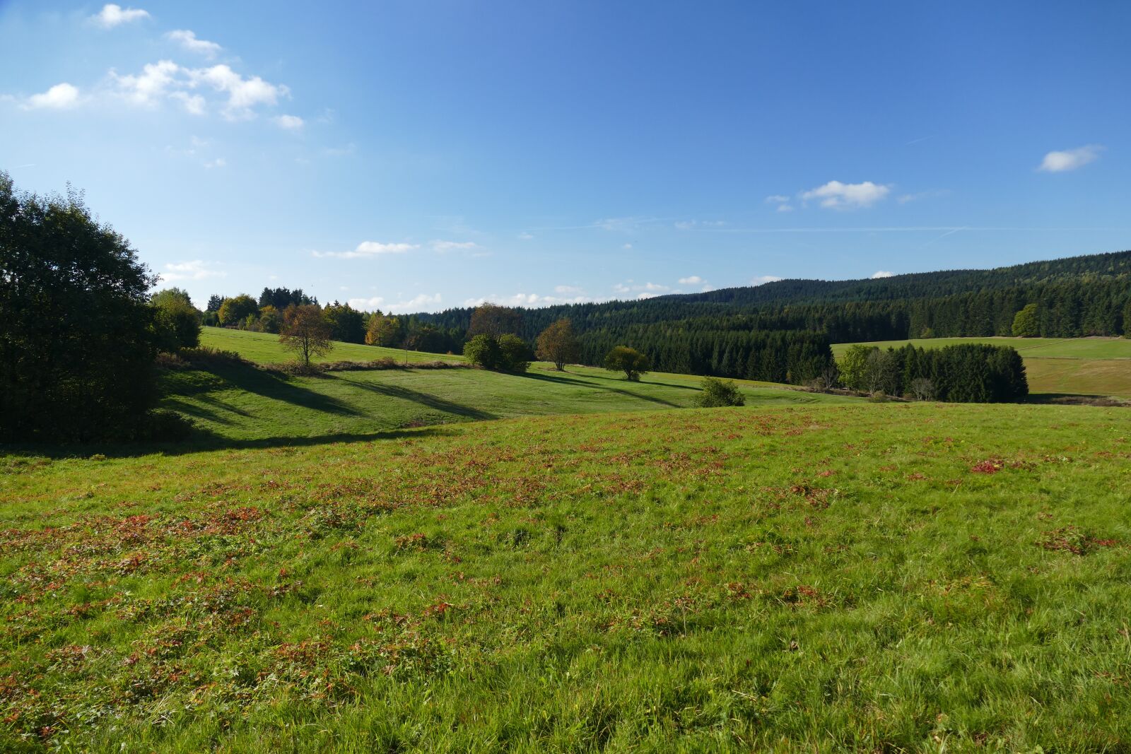 Panasonic Lumix DMC-FZ1000 sample photo. Landscape, meadow, nature photography
