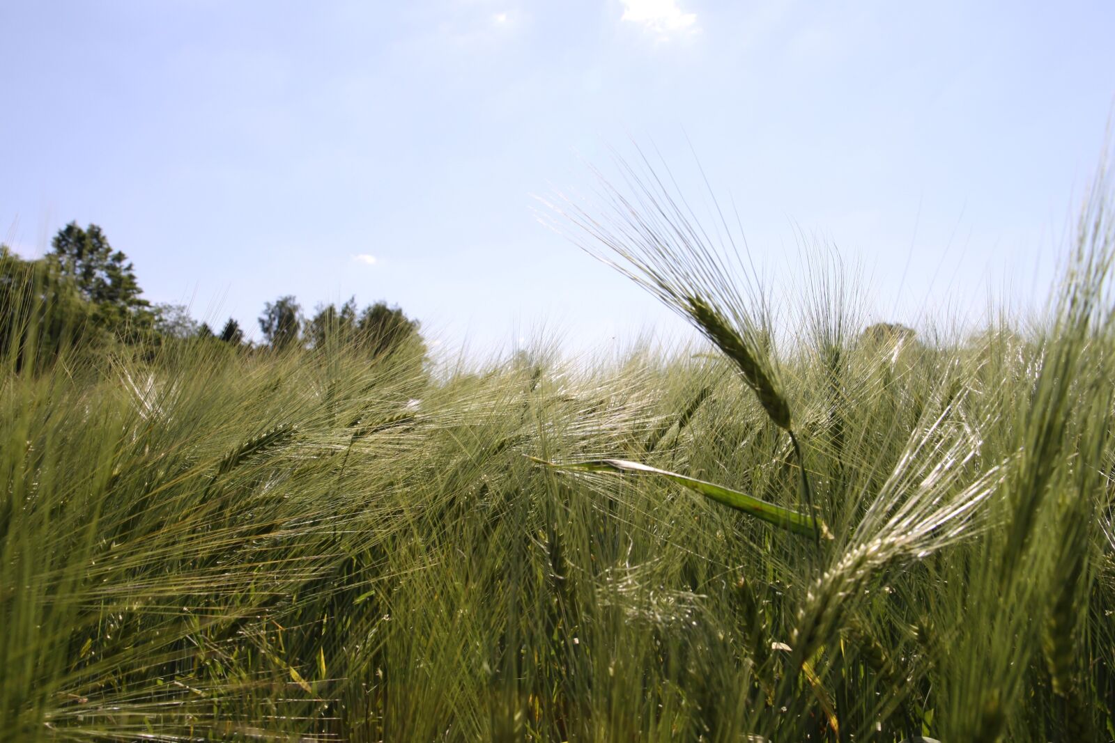 Canon EOS 50D sample photo. Blue sky, winter barley photography