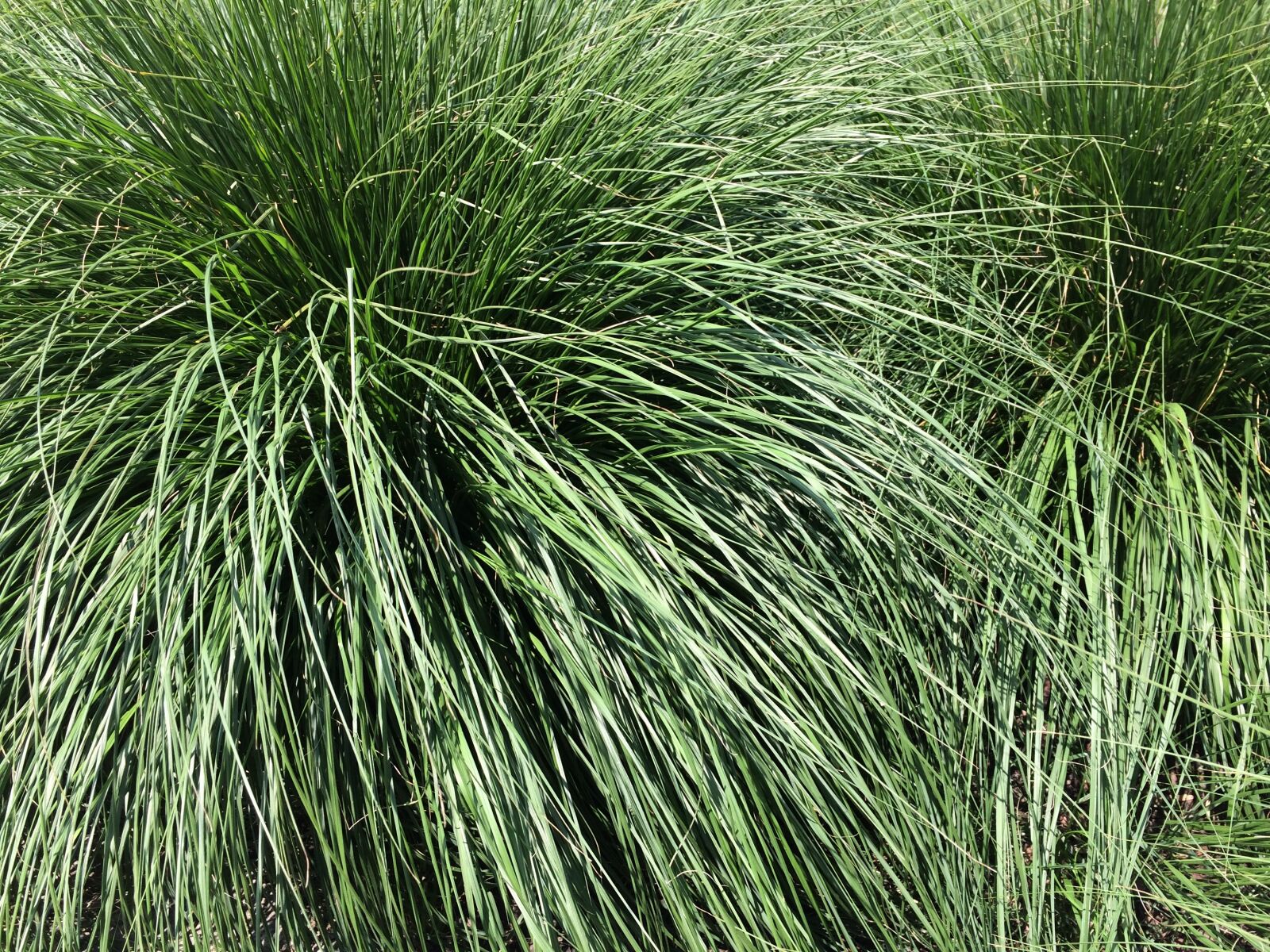 iPhone 5s back camera 4.12mm f/2.2 sample photo. Grasses, meadow, grass photography