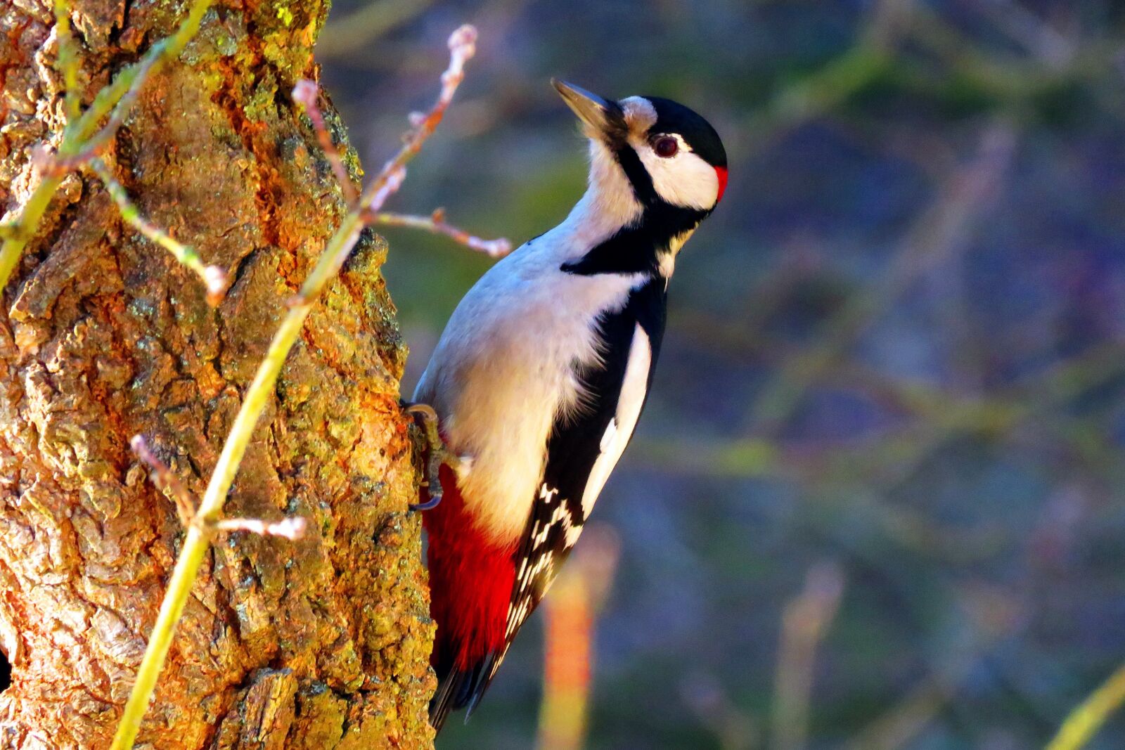 Canon PowerShot SX60 HS sample photo. Bird, woodpecker, nature photography