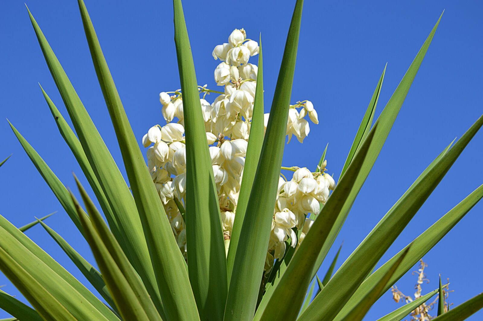 Nikon D3200 sample photo. Cassava, flowering of cassava photography