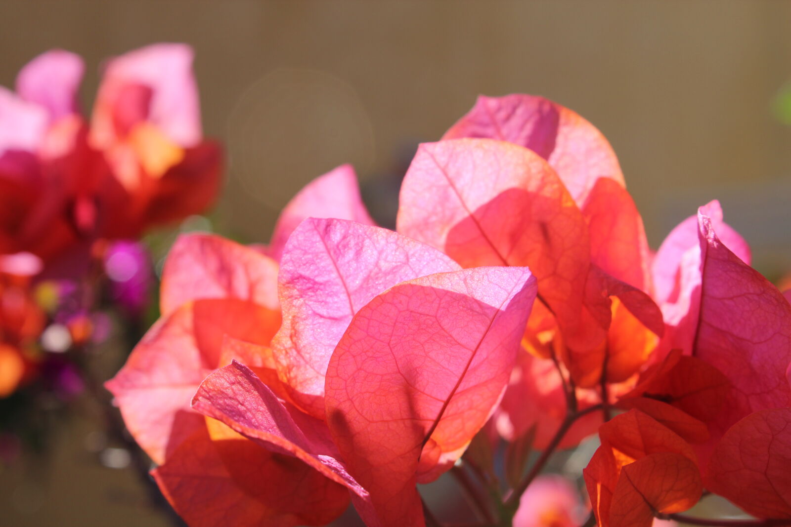Canon EOS 600D (Rebel EOS T3i / EOS Kiss X5) sample photo. Bugambilia, flower photography