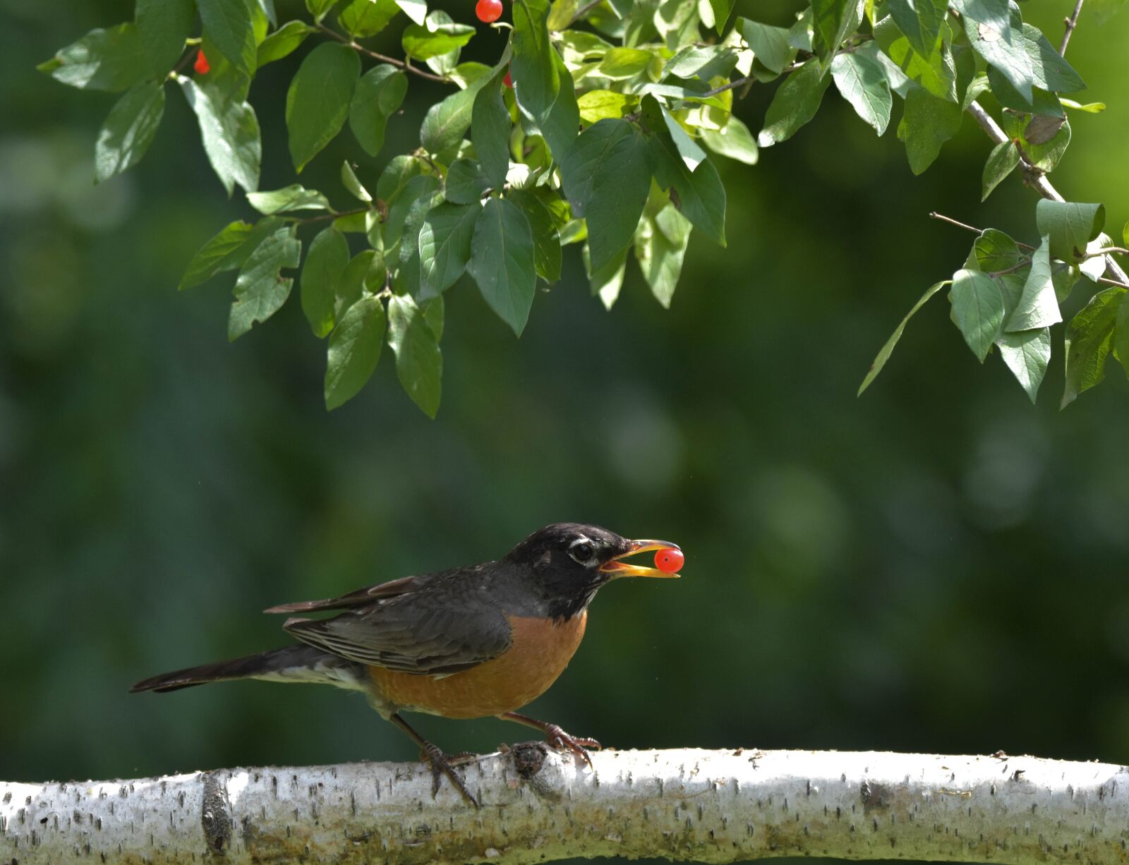 Nikon D3400 sample photo. Bird, american robin, perched photography