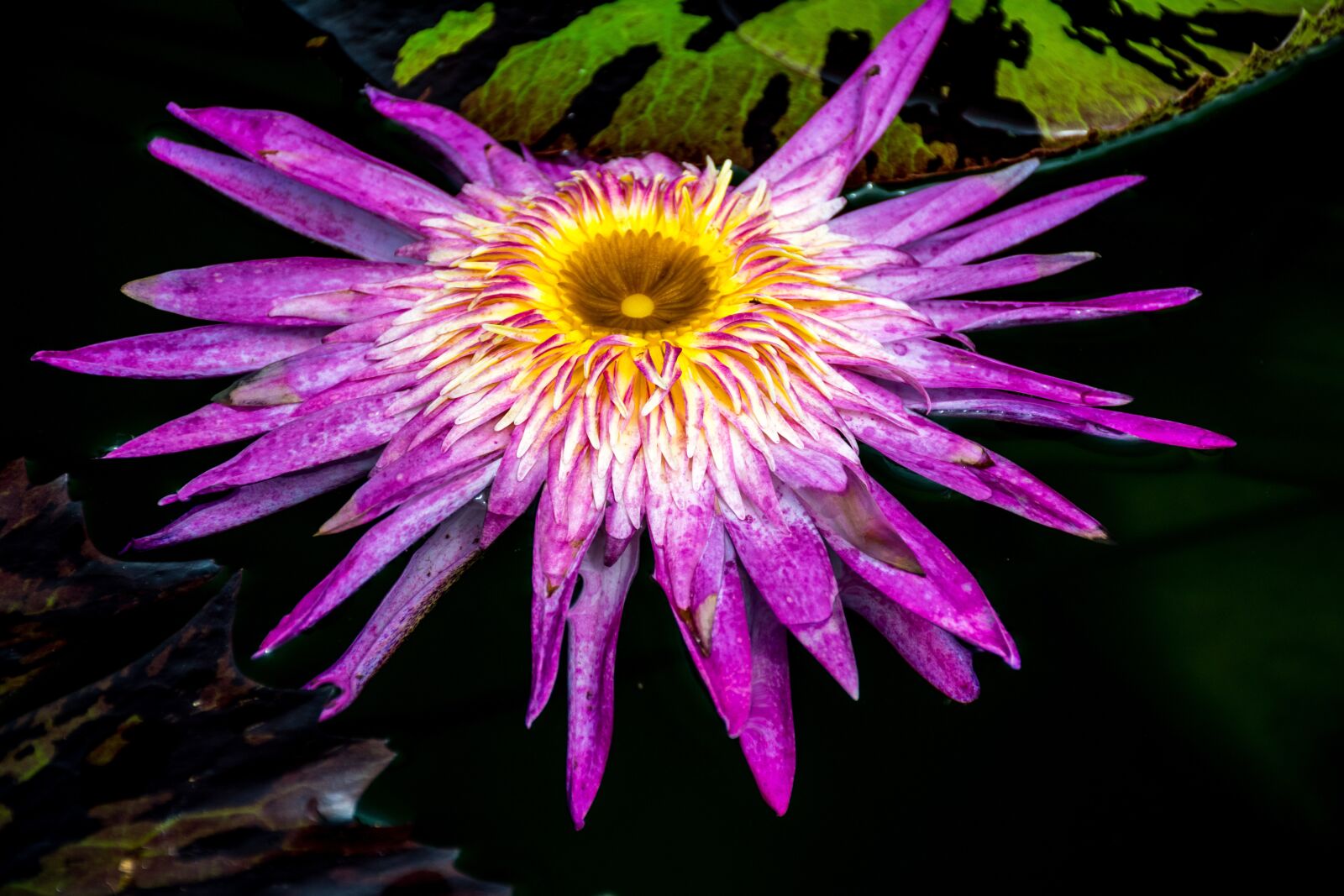Nikon D5300 sample photo. Flower, nature, purple photography