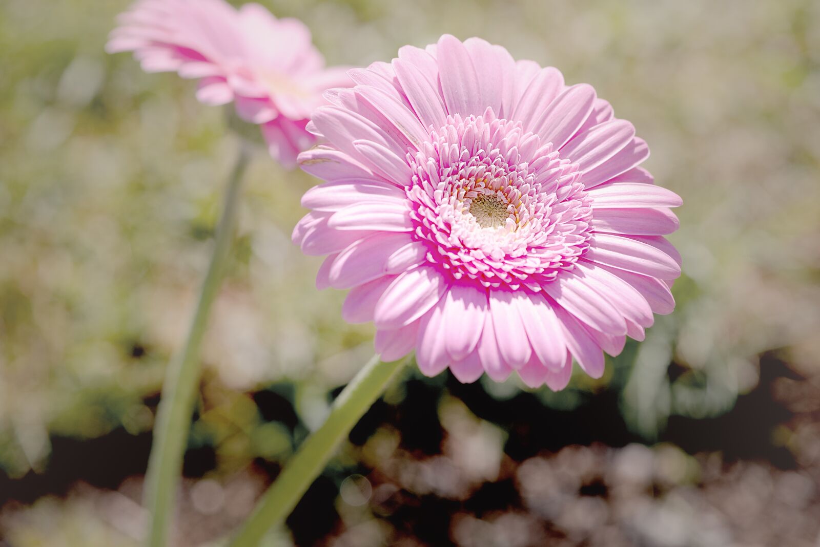 Nikon D750 sample photo. Marguerite, pink, pink daisies photography