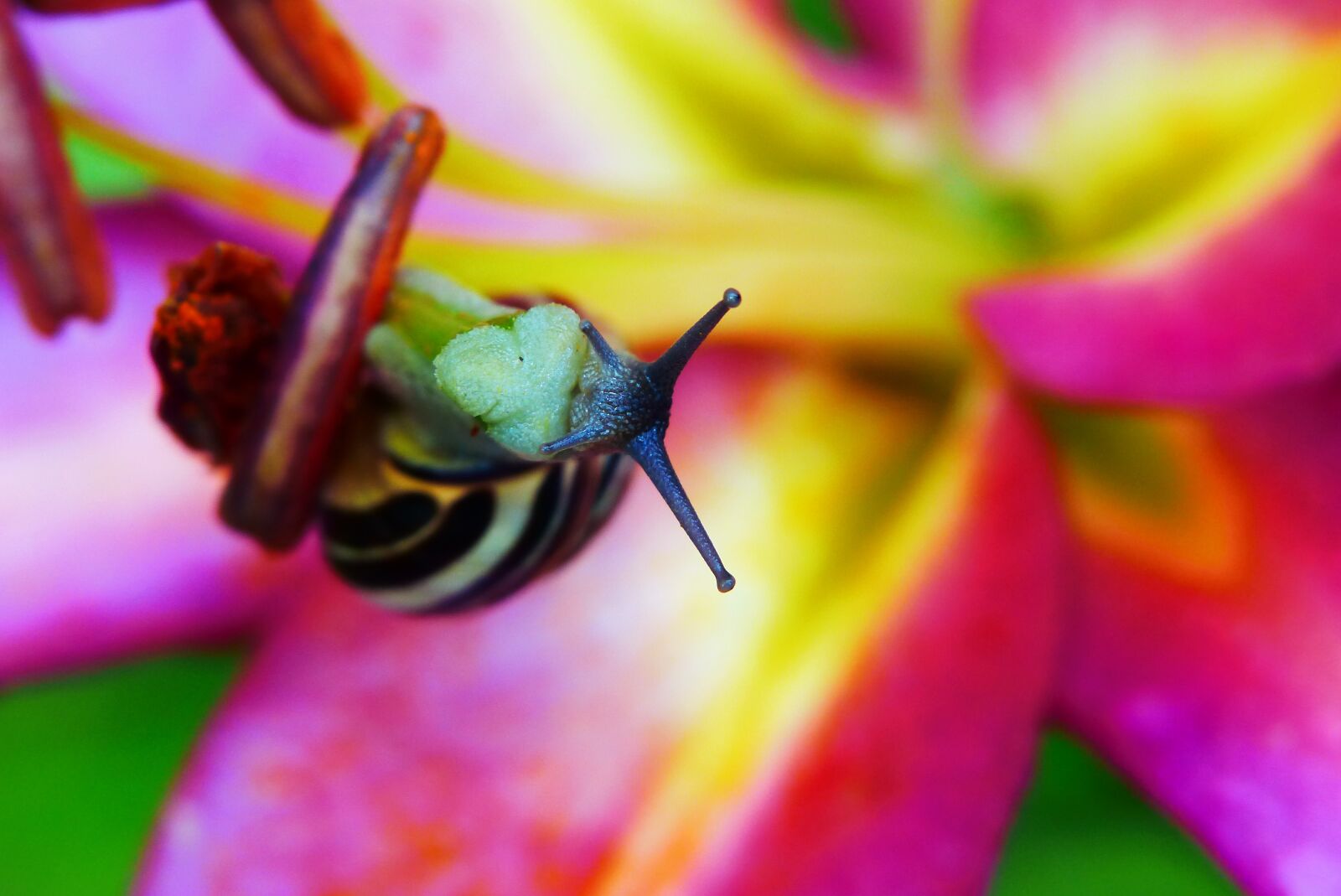 Panasonic Lumix DMC-FZ200 sample photo. Wst yk huntsman, snail photography