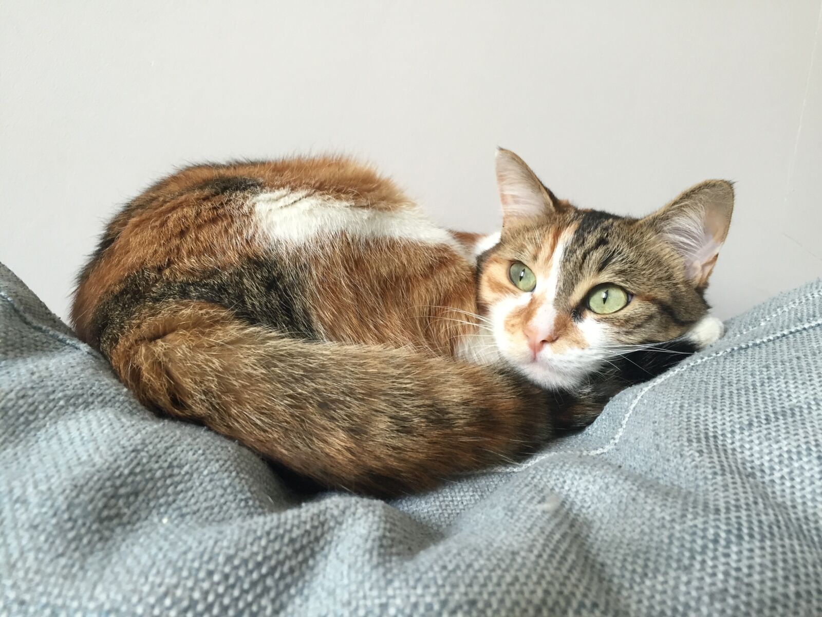 Apple iPhone 6 sample photo. Cat, kitten, animals photography