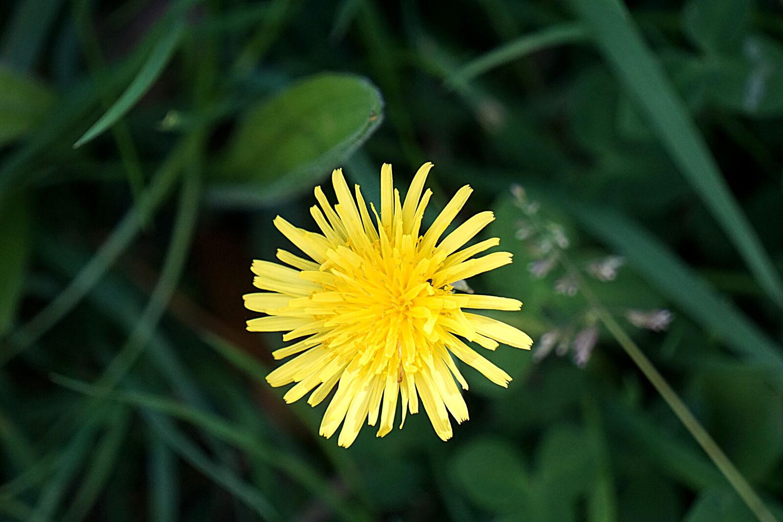 Sony a6000 sample photo. Flower, dandelion, nature photography