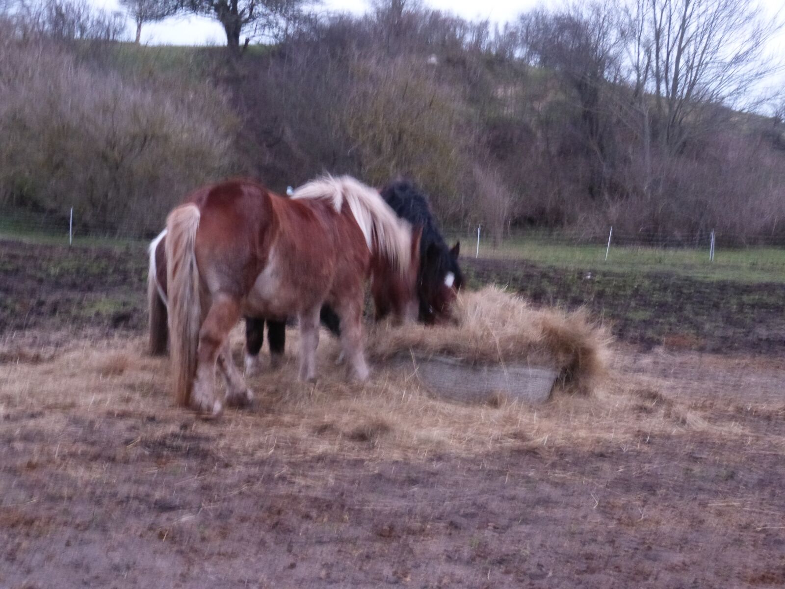 Panasonic DMC-FZ62 sample photo. Hiddensee, horses, team photography