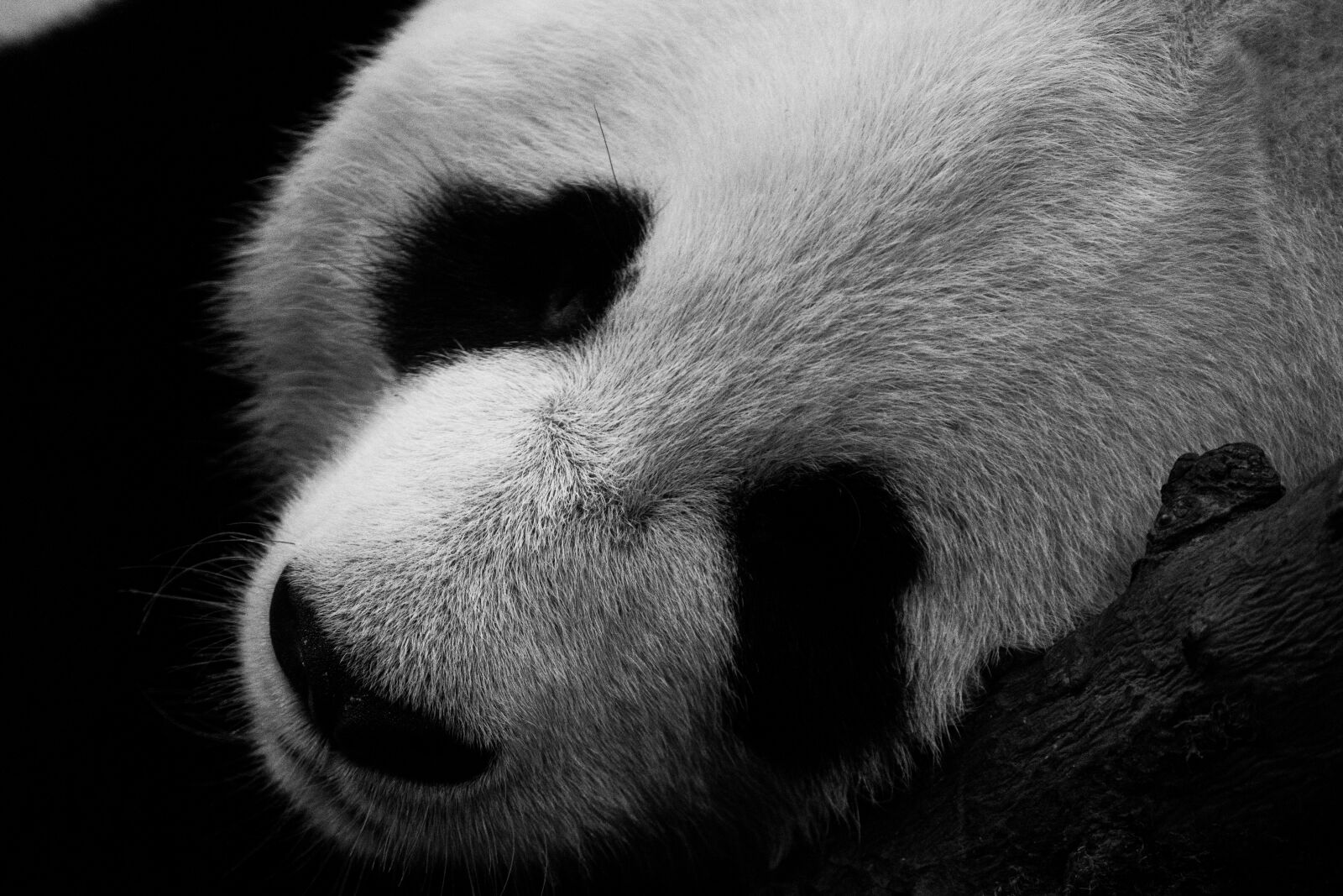 Sony a7 III + Sony FE 200-600mm F5.6-6.3 G OSS sample photo. Panda, cute, mammal photography