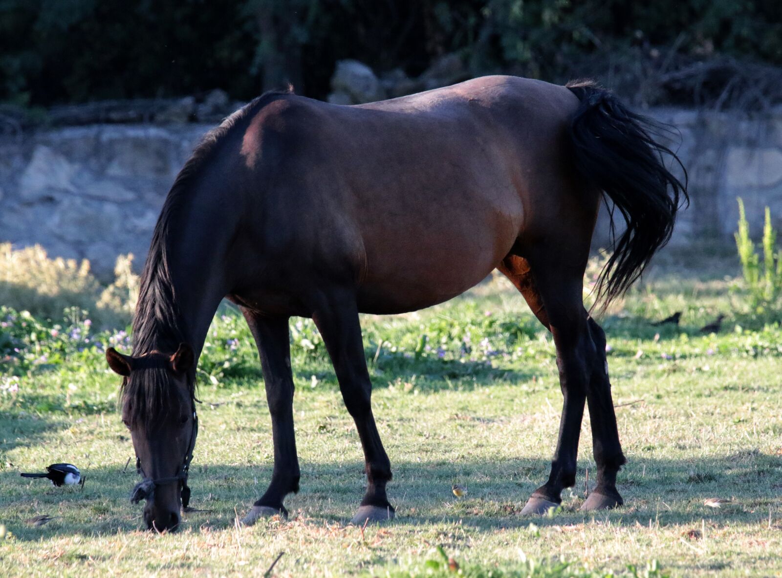 Canon EOS 7D Mark II sample photo. Horse, mare, magpie photography