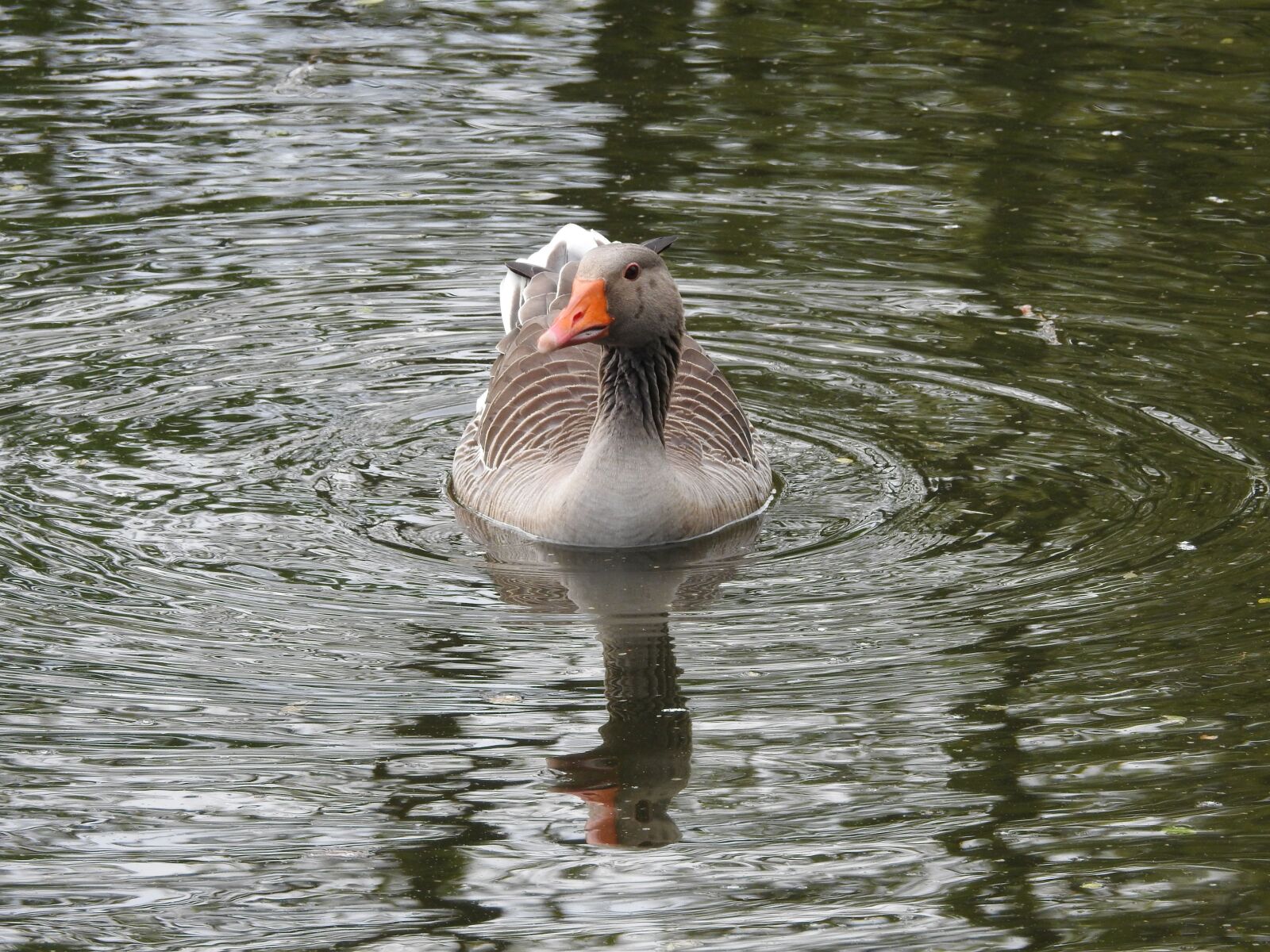 Nikon Coolpix P900 sample photo. Wild goose, goose, water photography