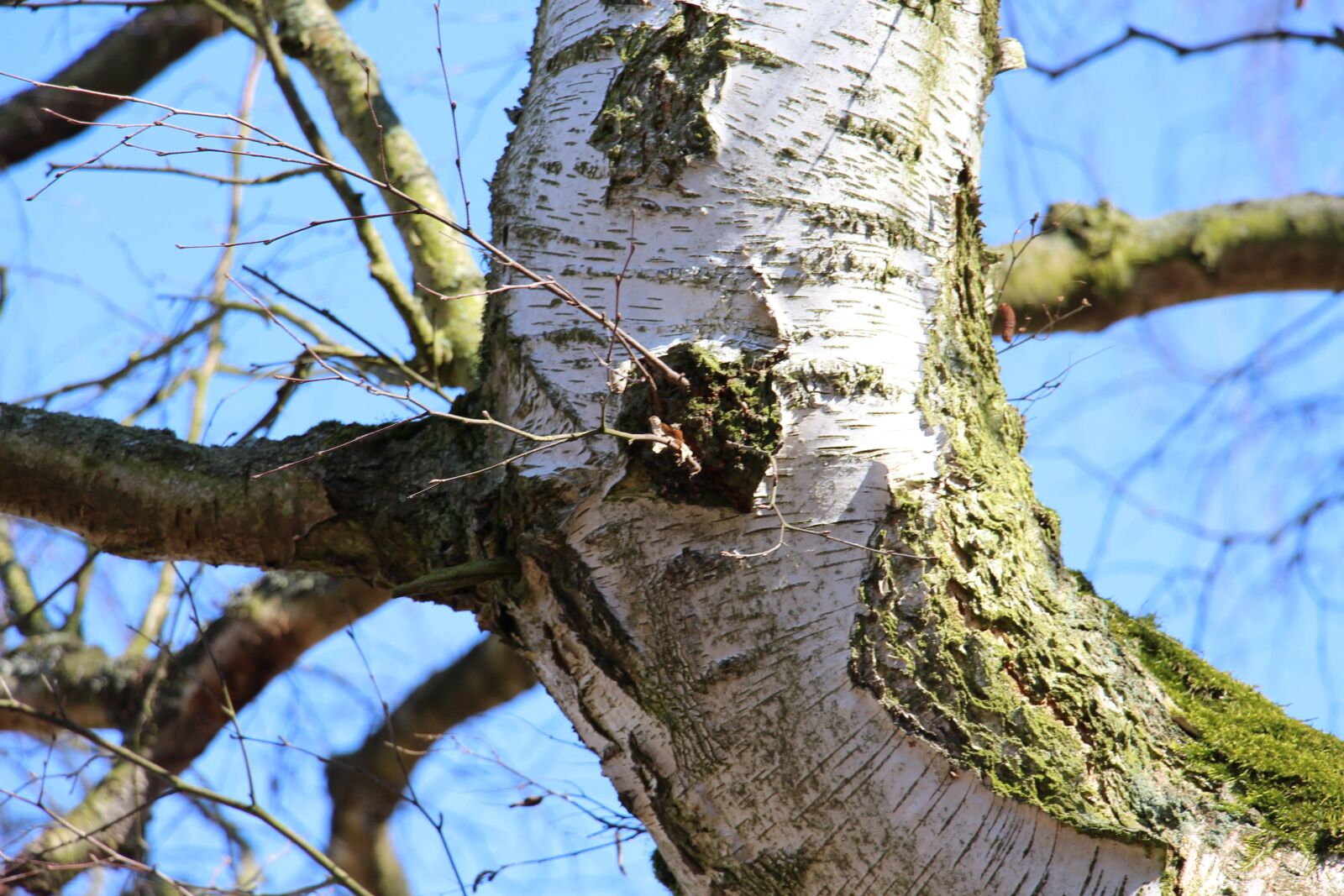 Canon EOS 700D (EOS Rebel T5i / EOS Kiss X7i) sample photo. Tree, birch, nature photography