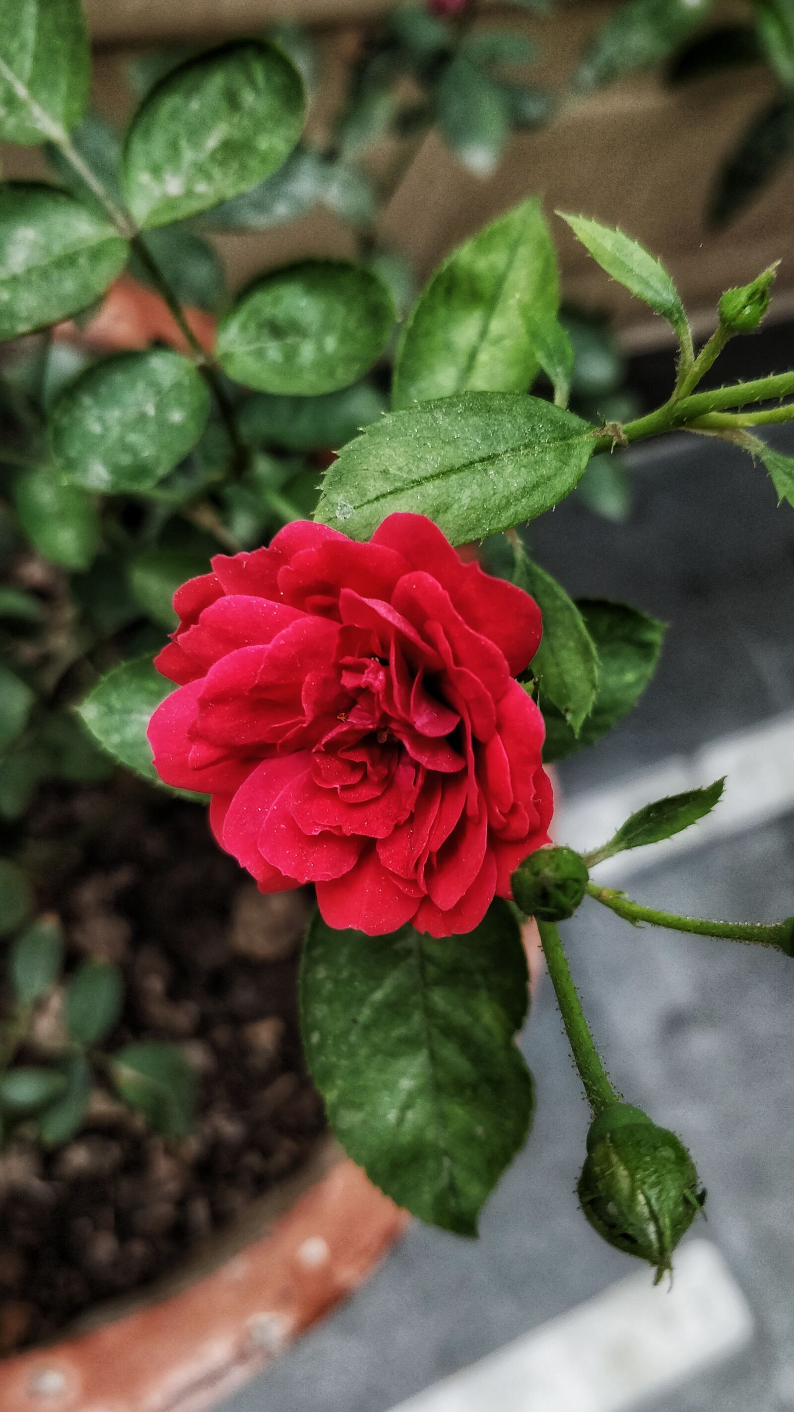 OnePlus 5 sample photo. Flower, our, india photography