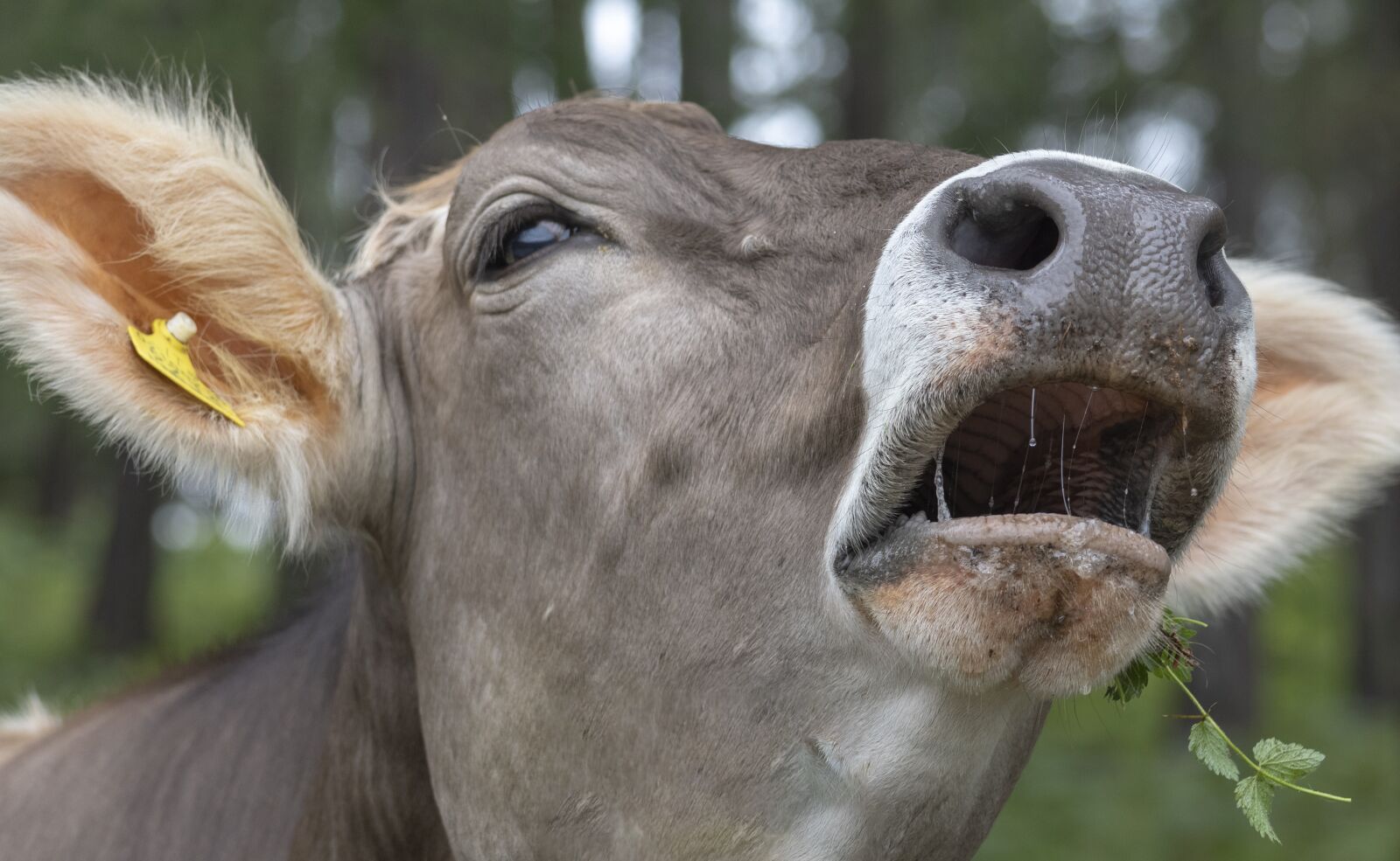 Nikon D7500 sample photo. Tyrol grey, cow, cattle photography