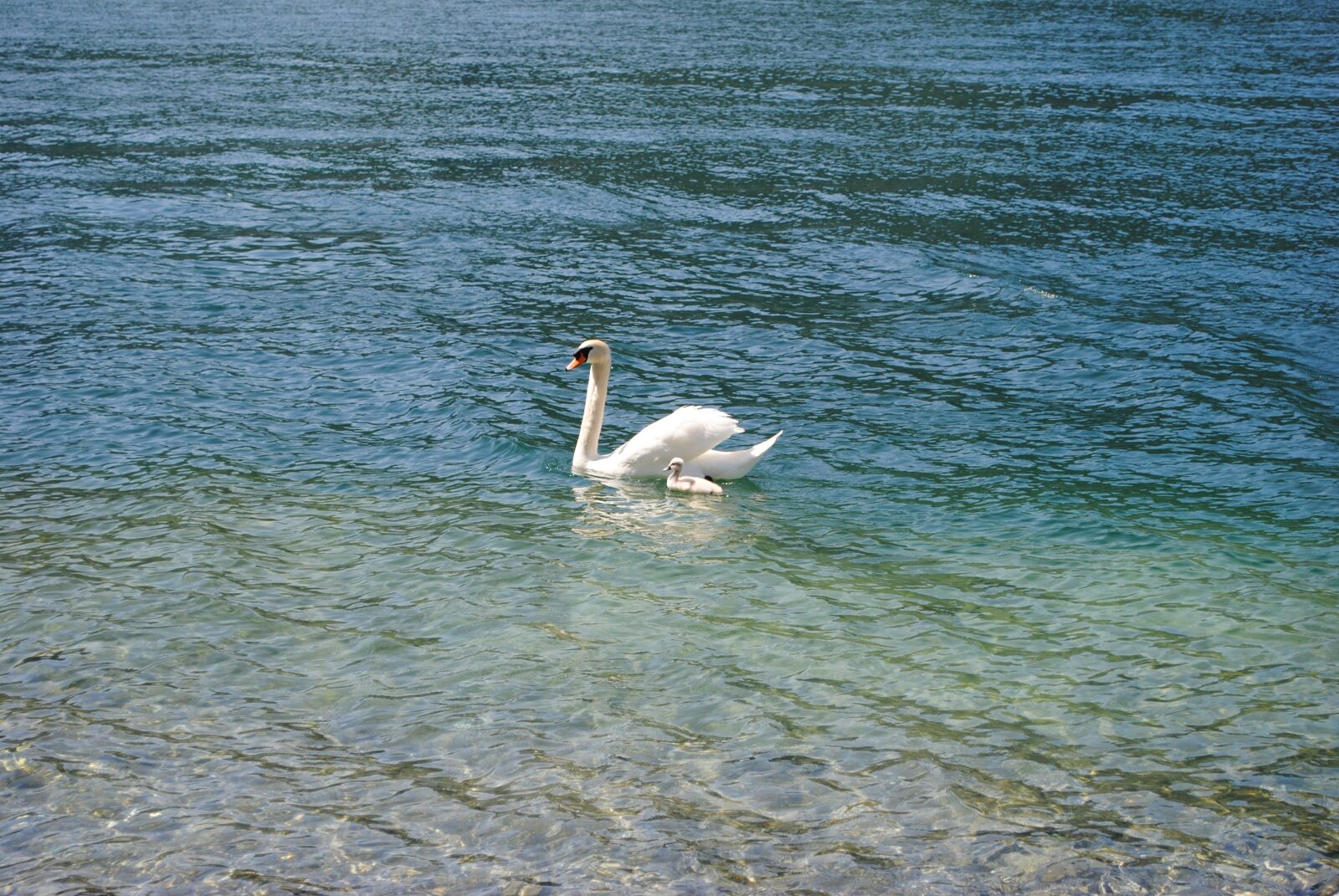 Nikon D3000 sample photo. Swan, water, lake photography