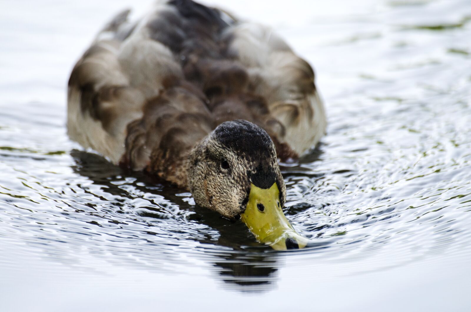 Nikon D5100 sample photo. Duck, water, swim photography