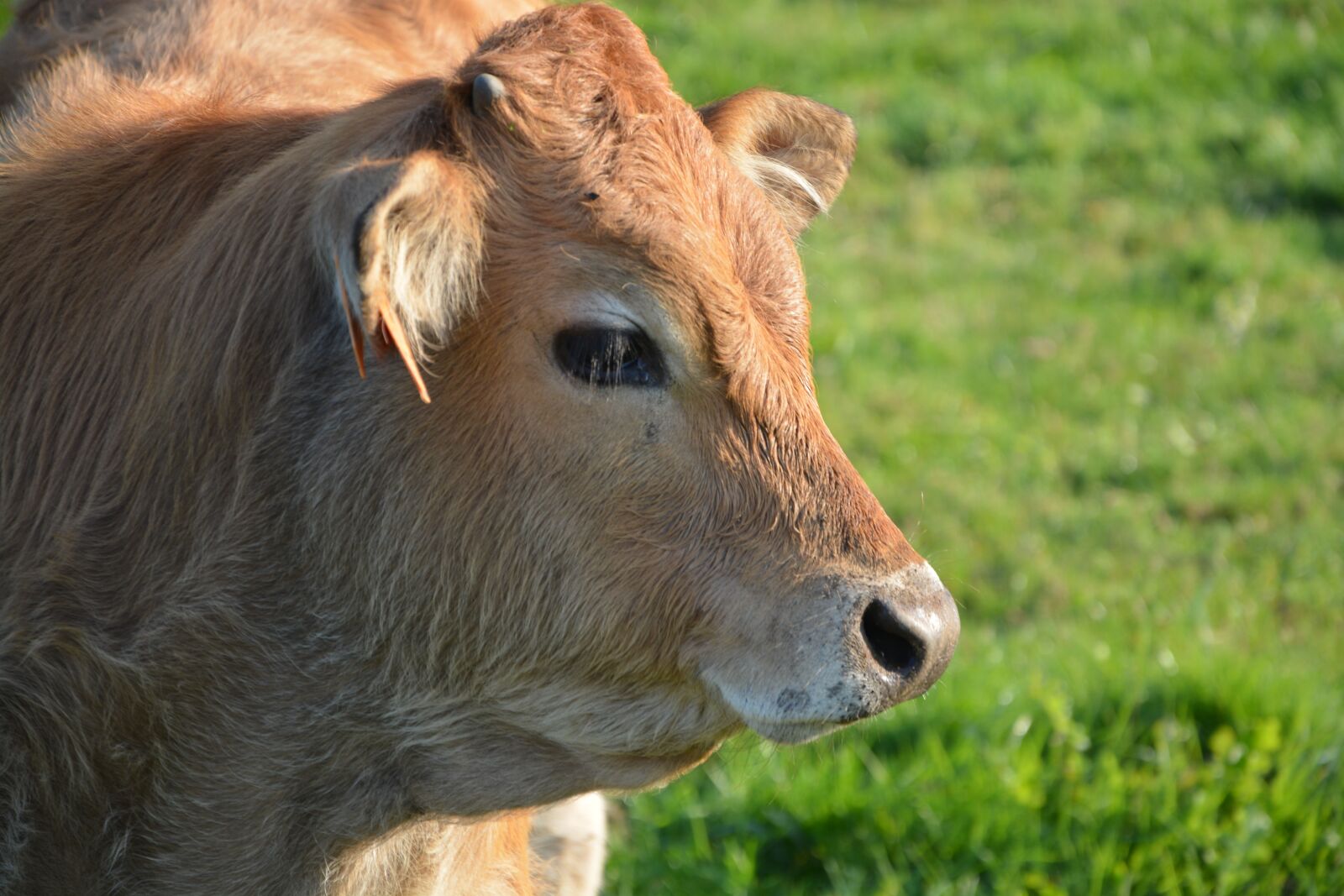 Nikon D5200 sample photo. Cow, portrait, head photography