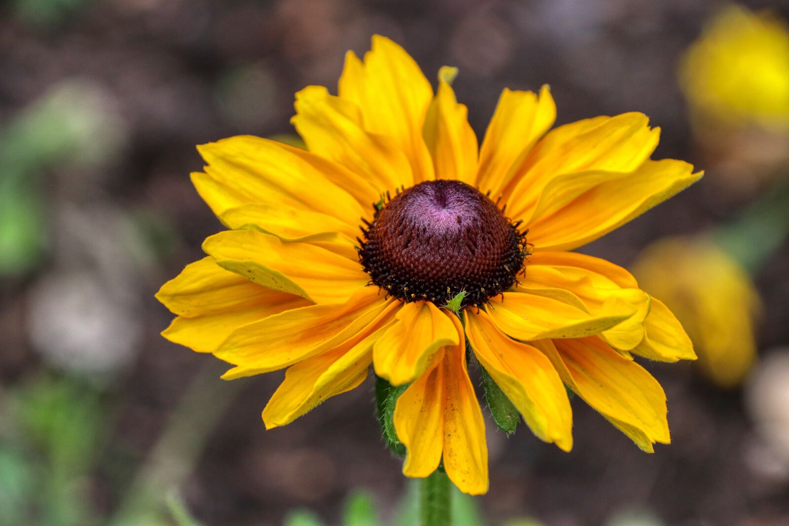Canon EOS 80D sample photo. Sunflower, yellow, flower photography