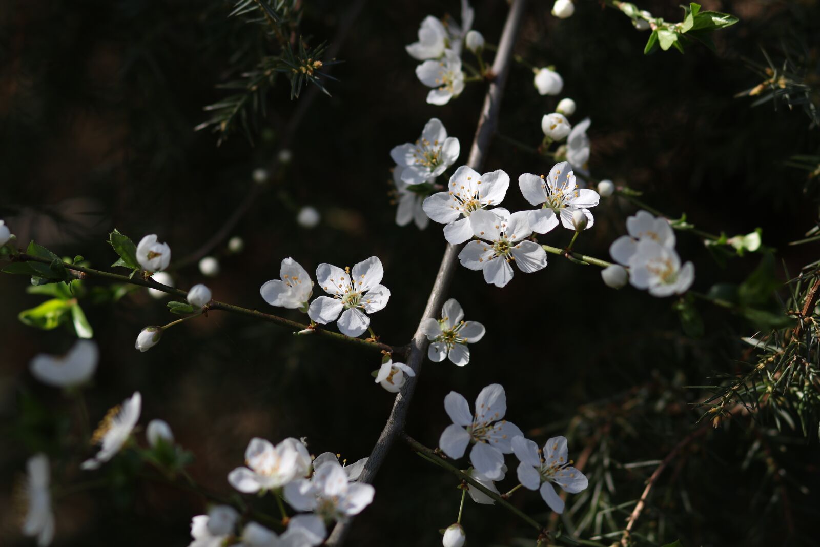 Canon EF 85mm F1.8 USM sample photo. Flowers, white, casey photography