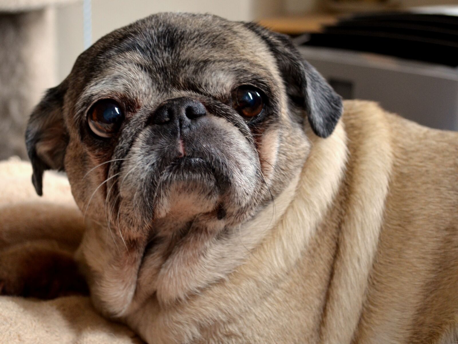 Nikon D5100 sample photo. Dog, pug, animal photography
