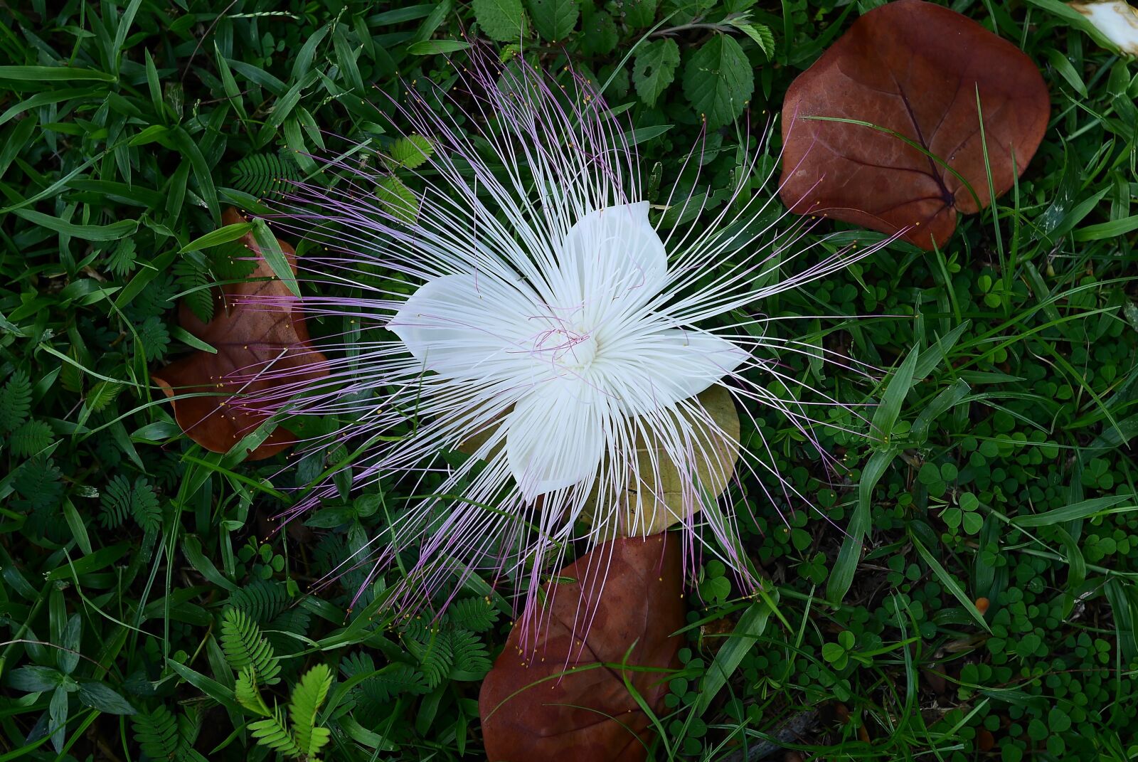 Panasonic Lumix DMC-GH3 sample photo. Nature, leaf, flora photography