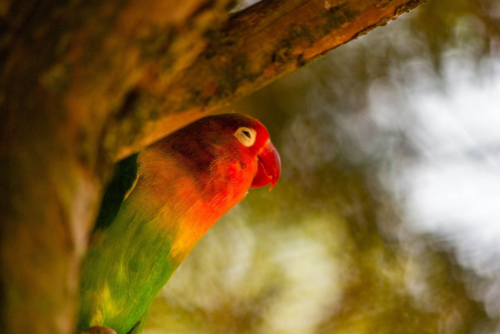 Pentax K200D sample photo. Bird, parrot, inseparable photography