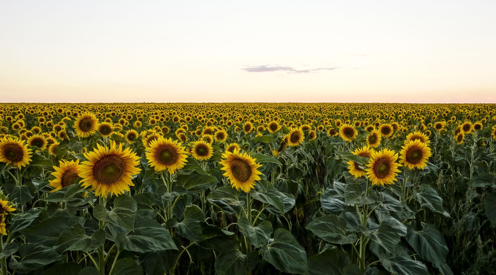 Sony Cyber-shot DSC-RX100 sample photo. Sunflower, field, evening photography