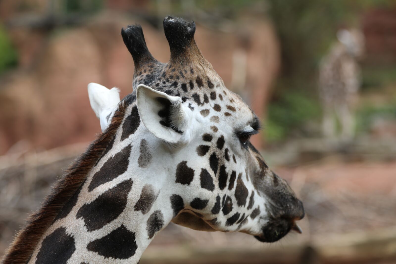 Canon EF 70-200mm F2.8L IS II USM sample photo. Giraffe, zoo, head photography