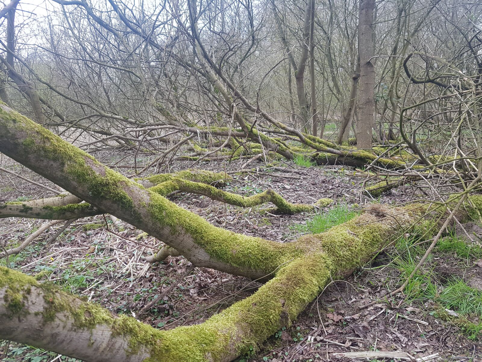 Samsung Galaxy S7 Edge sample photo. Forest, dead wood, moss photography