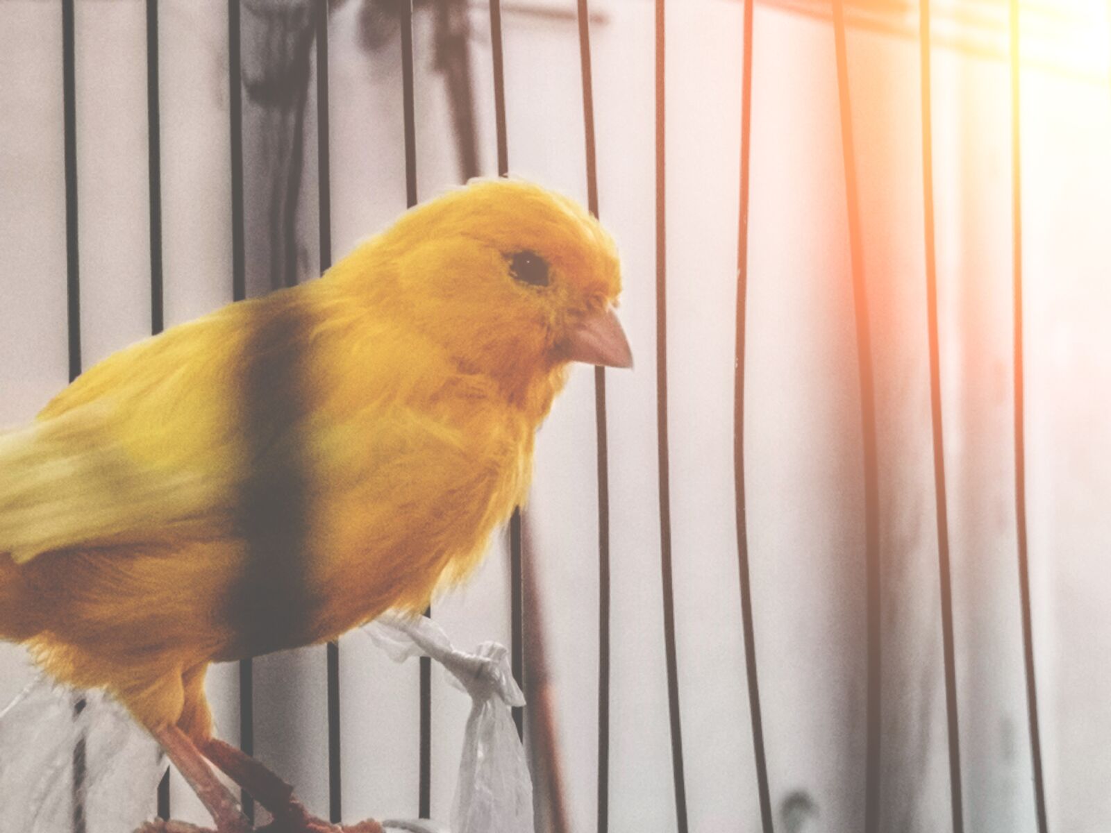 HUAWEI CLT-L29 sample photo. Cute, closeup, bird contest photography