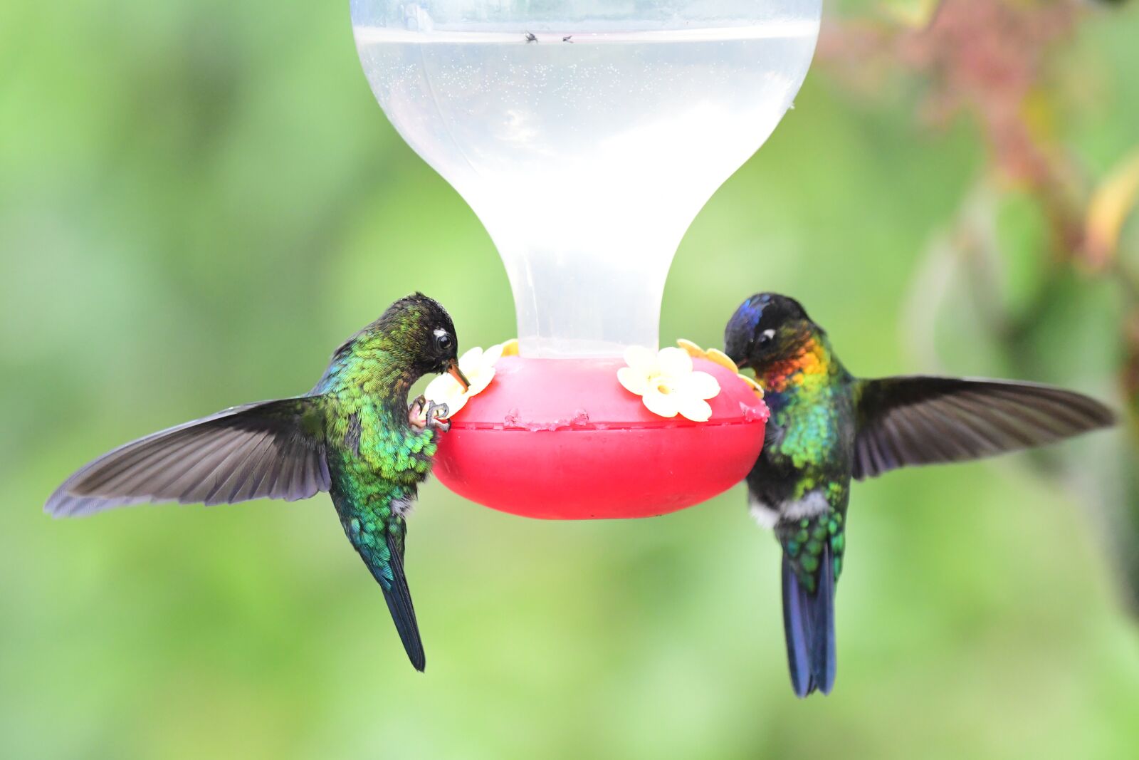 Nikon D500 sample photo. Hummingbirds, feeding, feeder photography