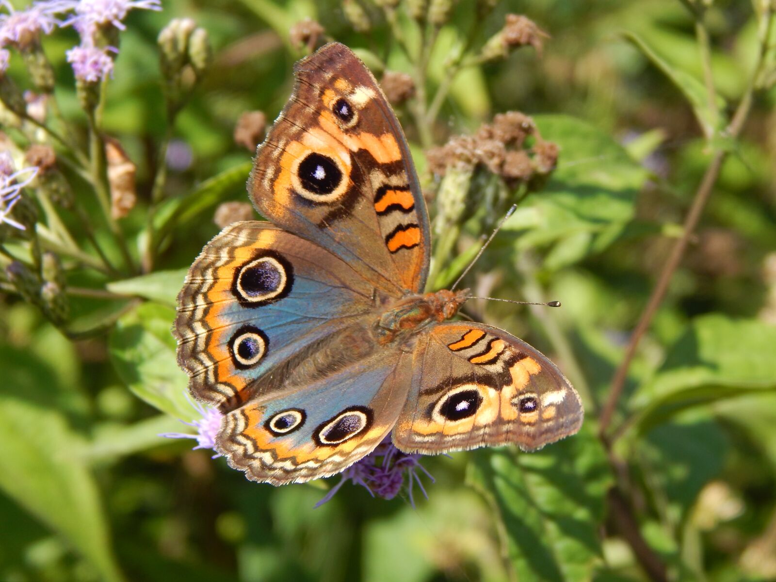 Nikon Coolpix L820 sample photo. Butterfly, colorful, hostal photography