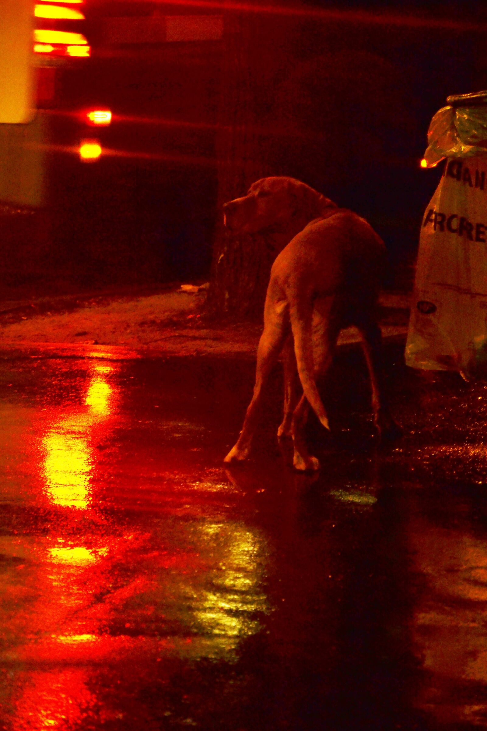 Nikon D3100 sample photo. Dog, paris, night photography
