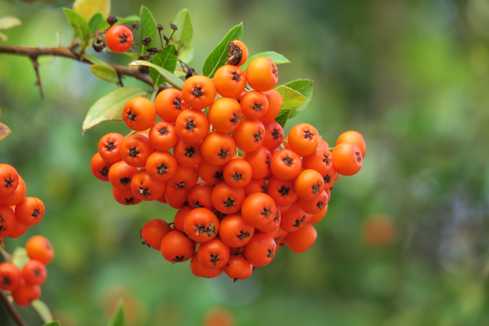Canon PowerShot G3 X sample photo. Rowan, orange, mountain ash photography