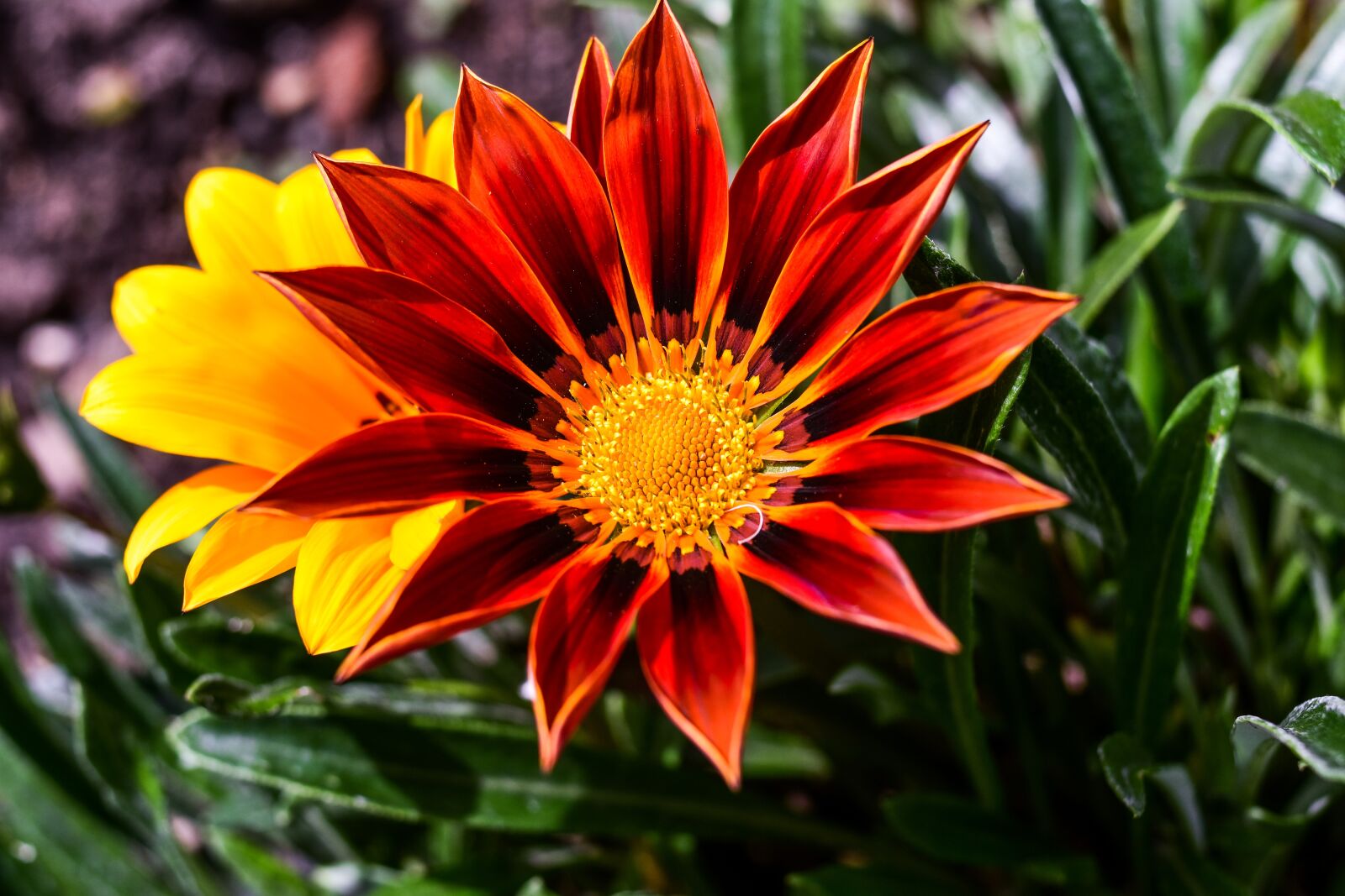Nikon D3400 sample photo. Flower, beautiful flower, spring photography