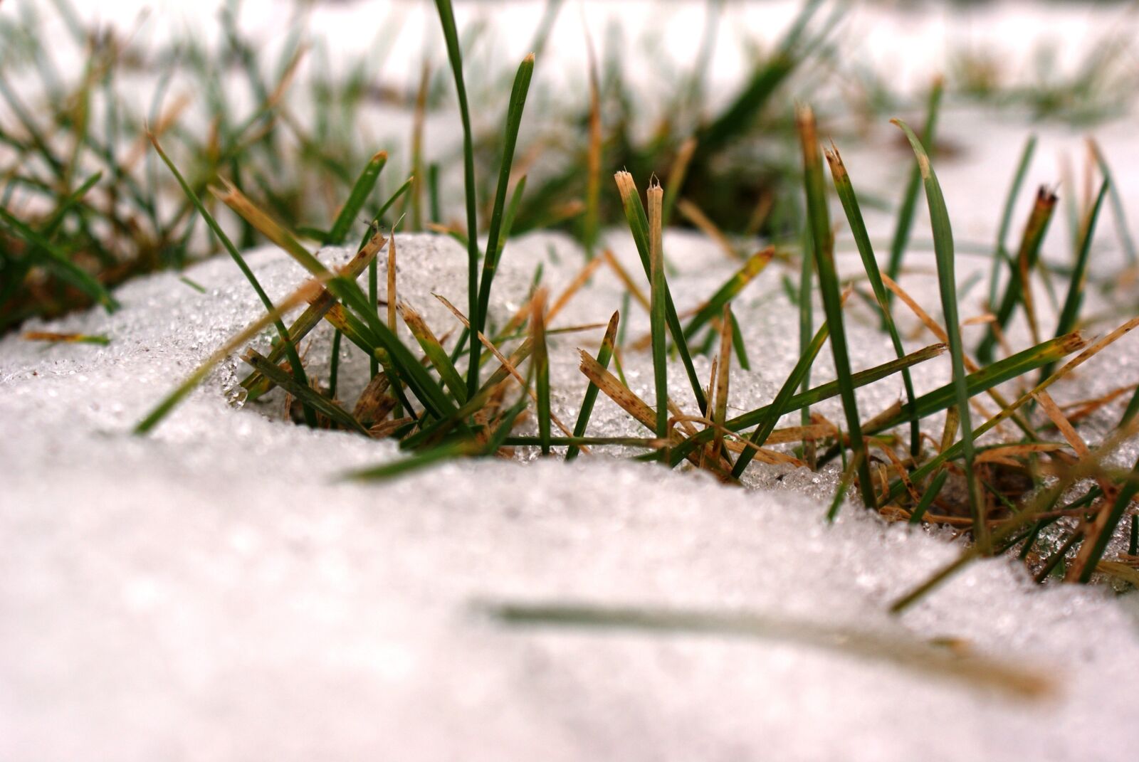 Sony Alpha DSLR-A300 sample photo. The first snow, freezing photography