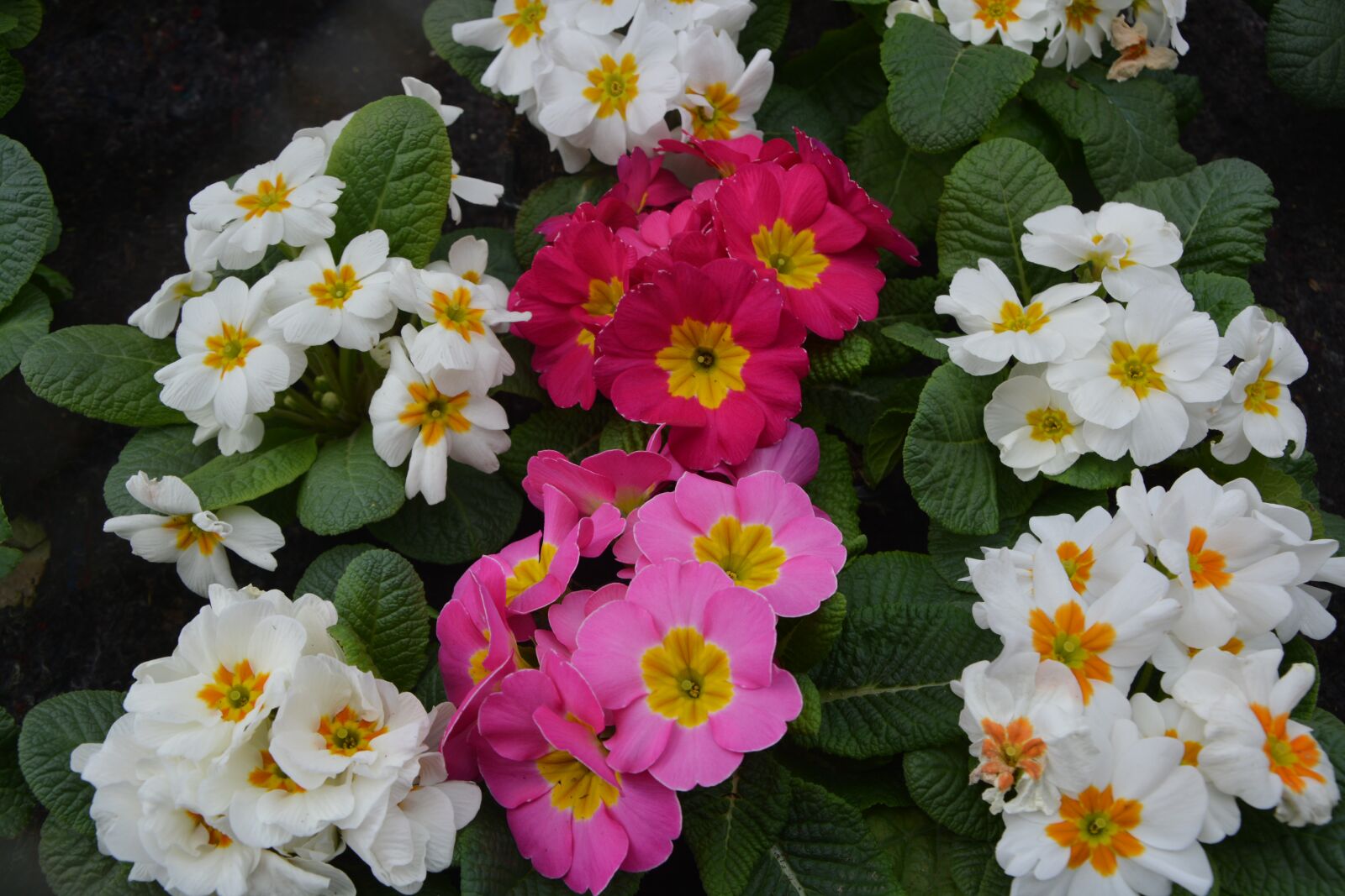 Nikon D5200 sample photo. Flower, plant, primula pink photography