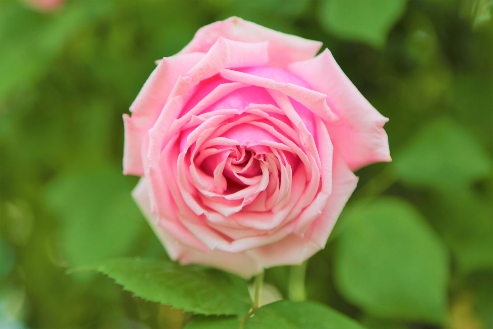 Canon EF 24-105mm F4L IS USM sample photo. Rose, pink, gulpembe photography