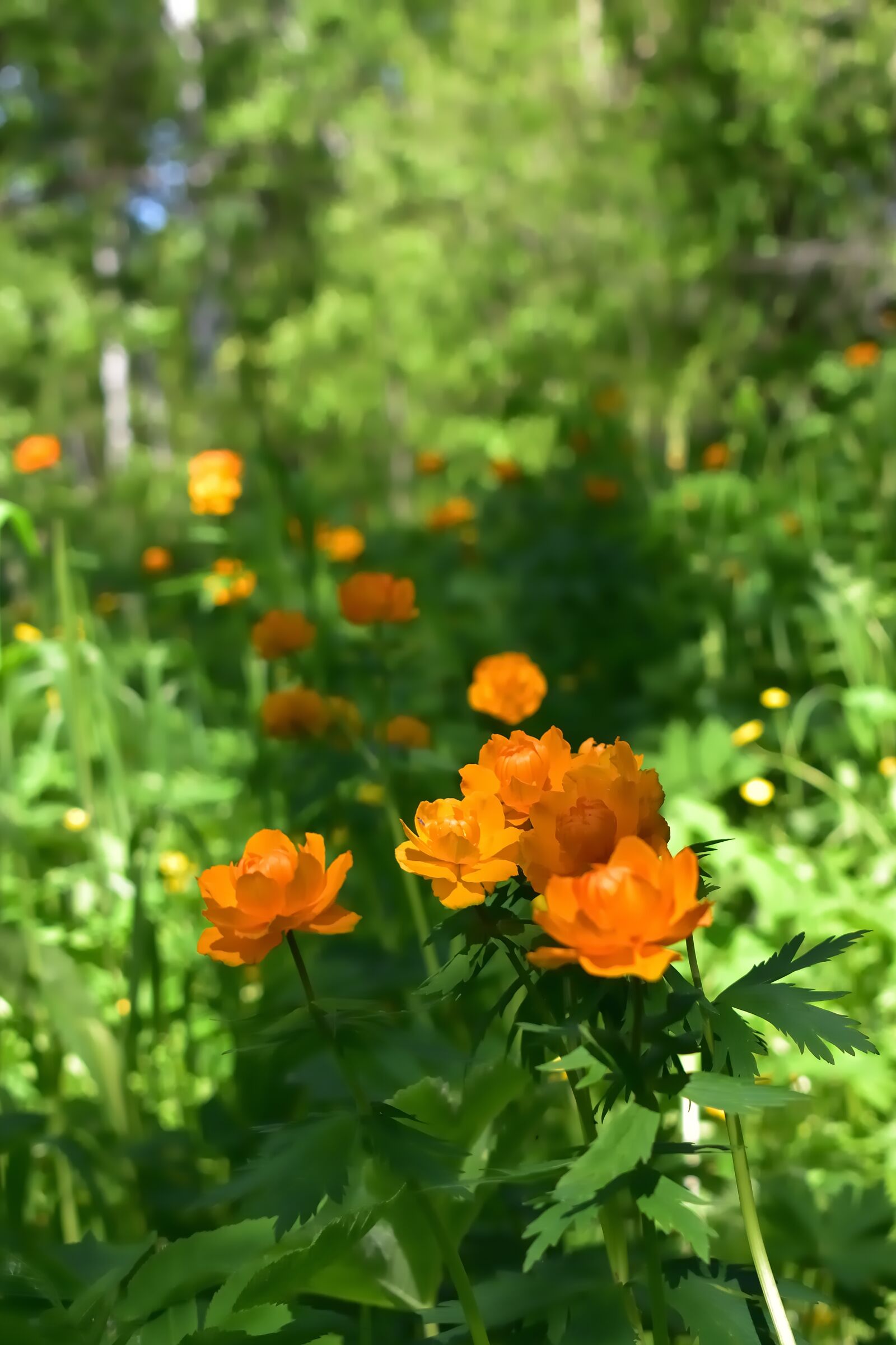 Nikon D5600 sample photo. Flowers, redhead, lights photography