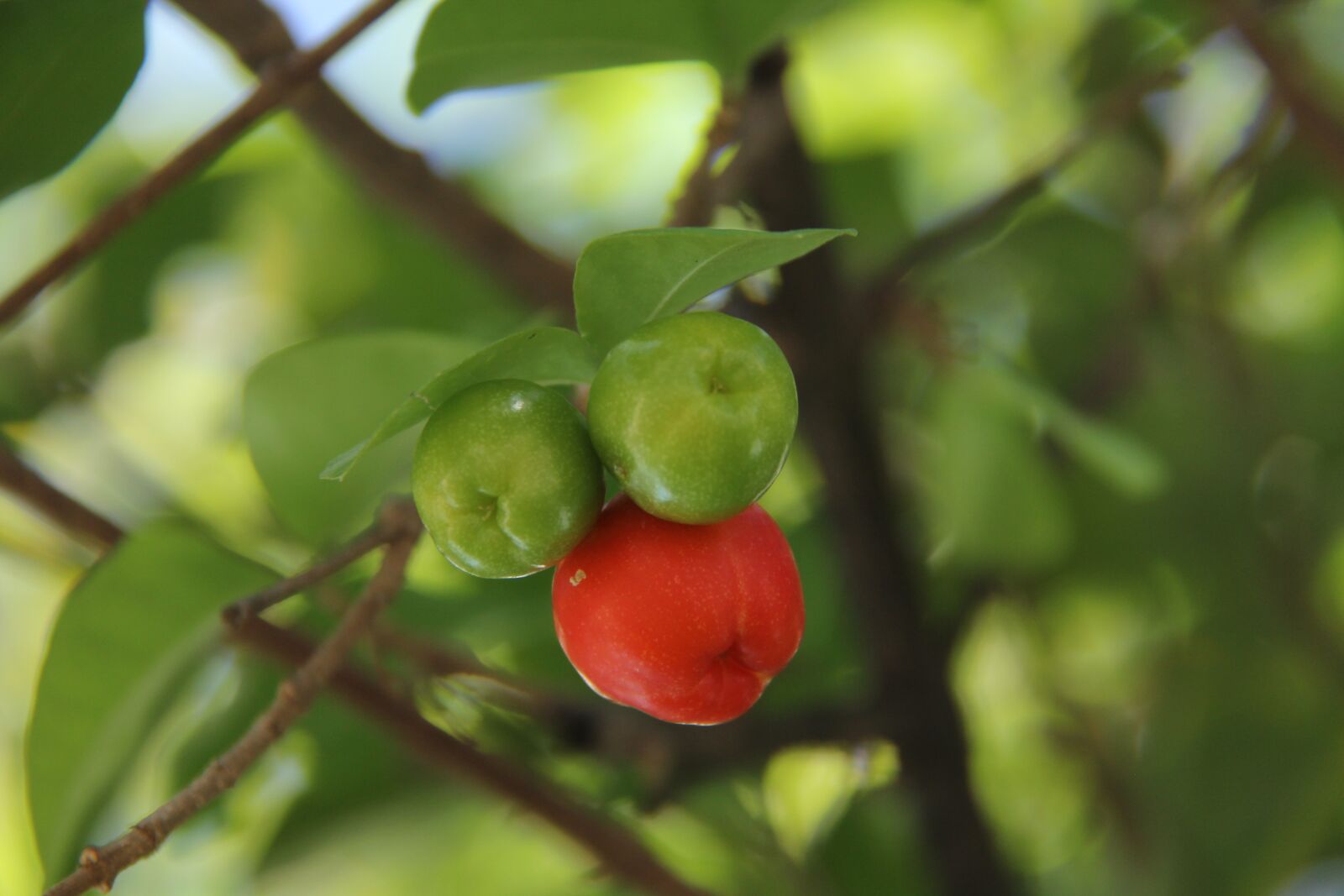 Canon EF-S 18-200mm F3.5-5.6 IS sample photo. Acerola, fruit, power supply photography