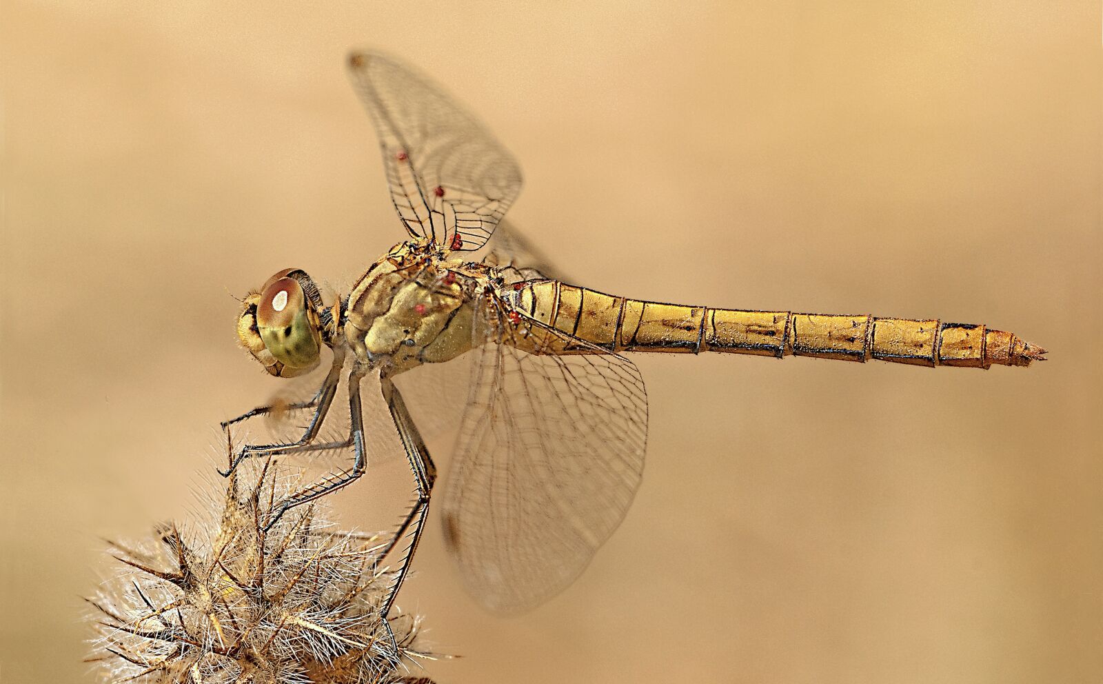 Nikon D300 sample photo. Dragonfly, macro photography, nature photography