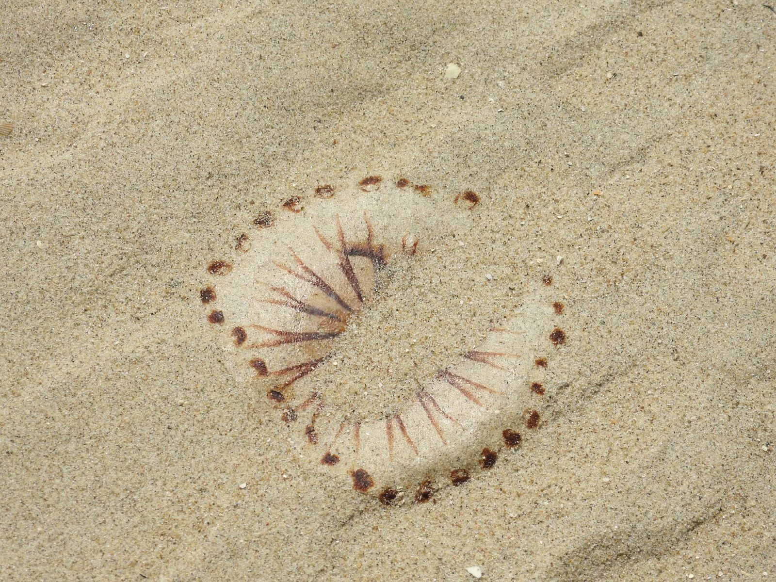 Nikon Coolpix P900 sample photo. Jellyfish, beach, coast photography